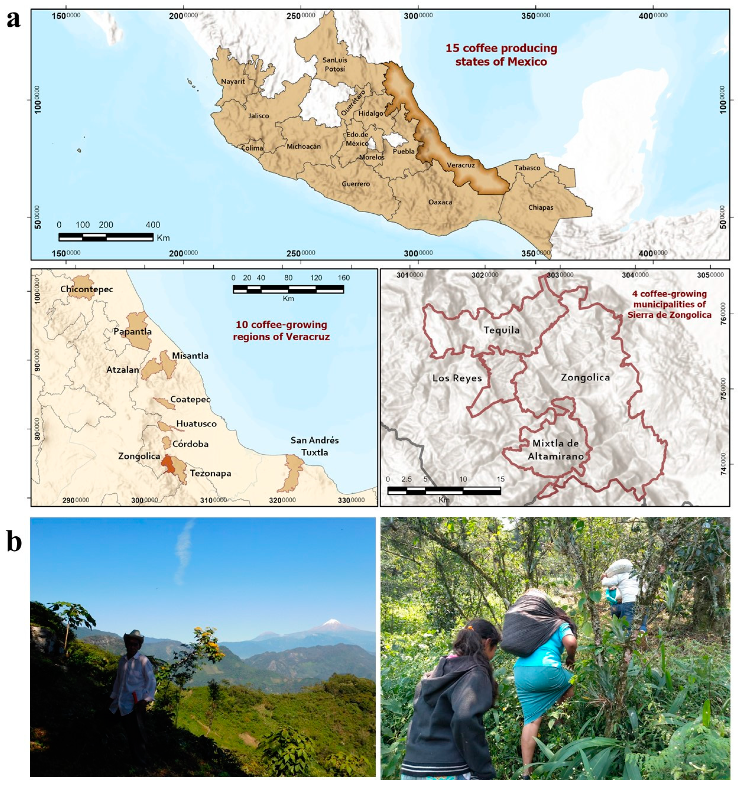 Plants 13 02741 g001