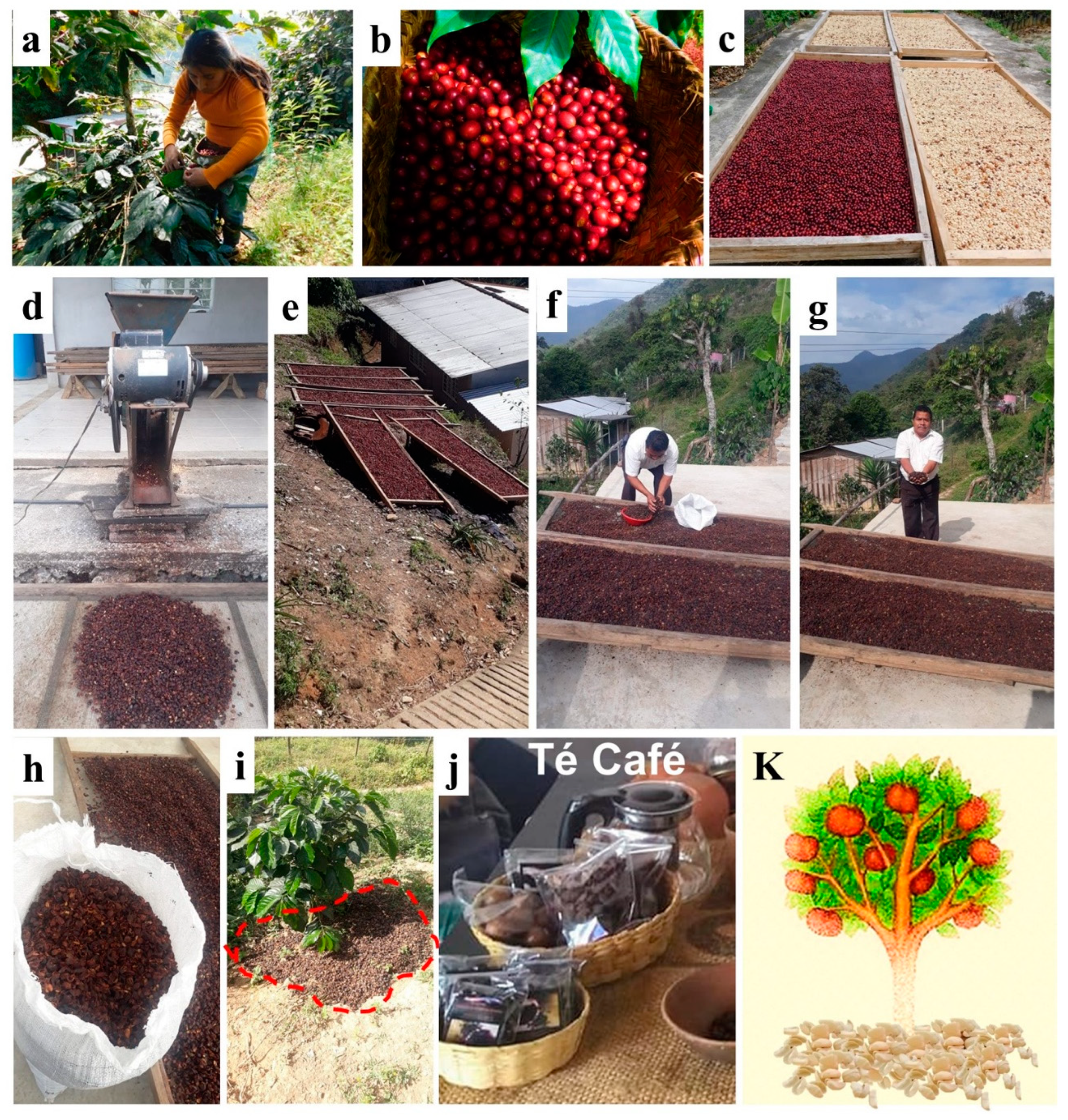 Plants 13 02741 g002