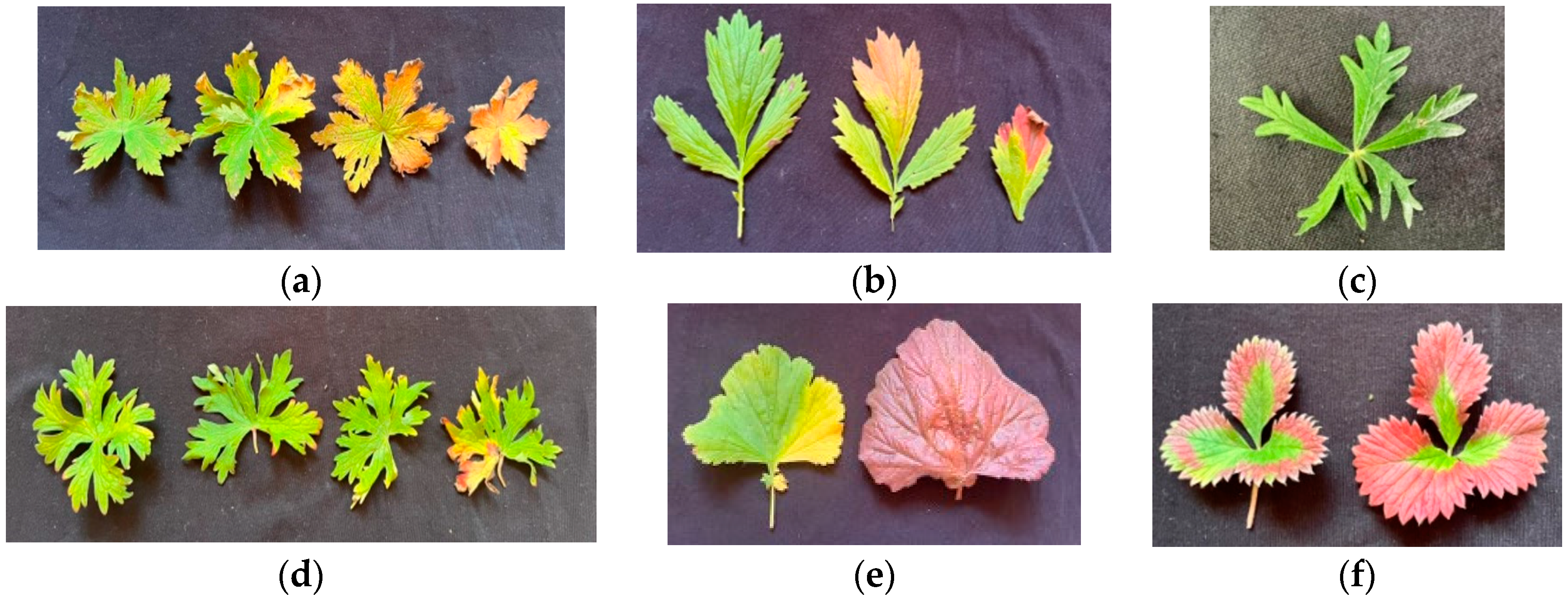 Plants 13 02742 g006