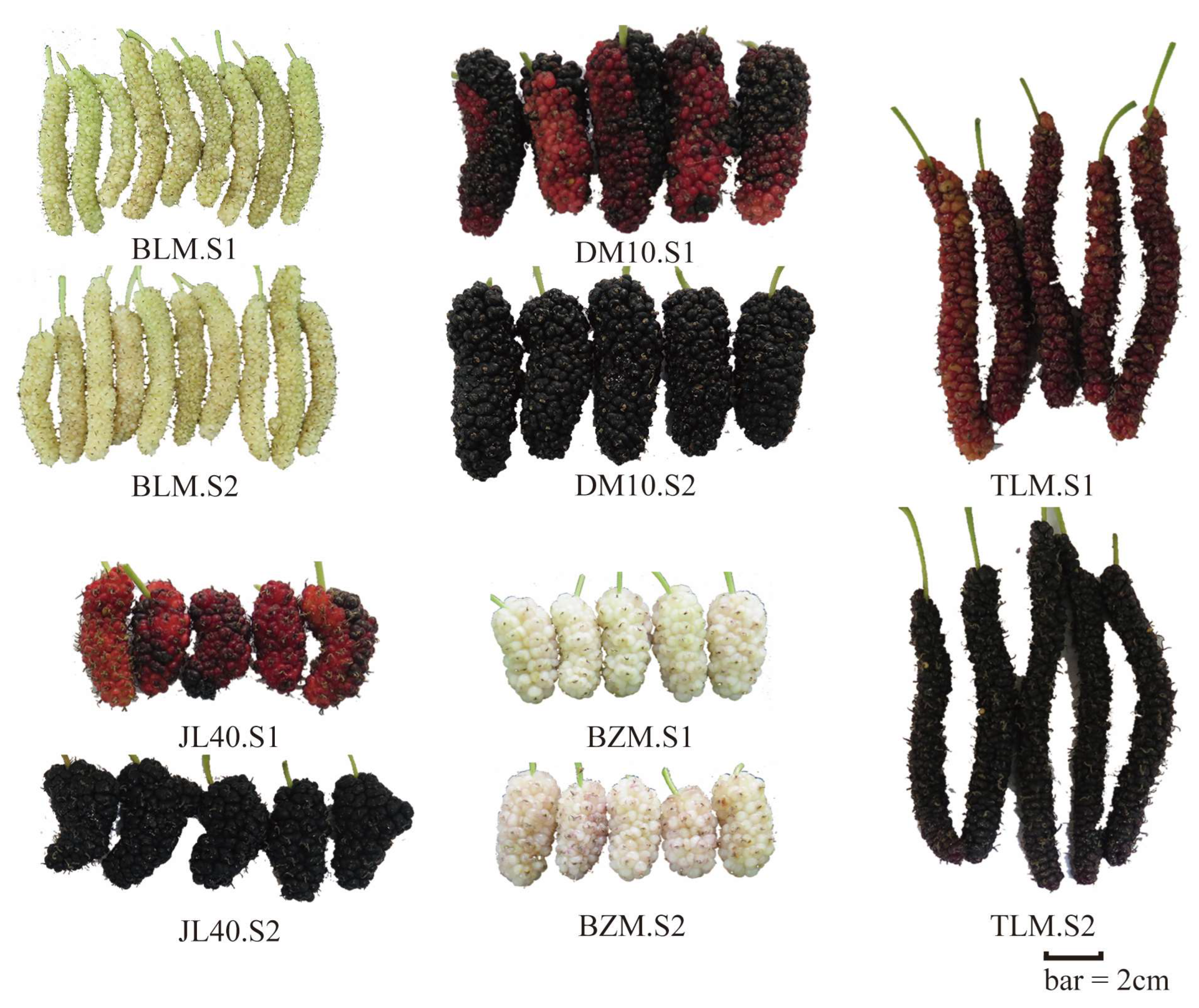 Plants 13 02763 g001