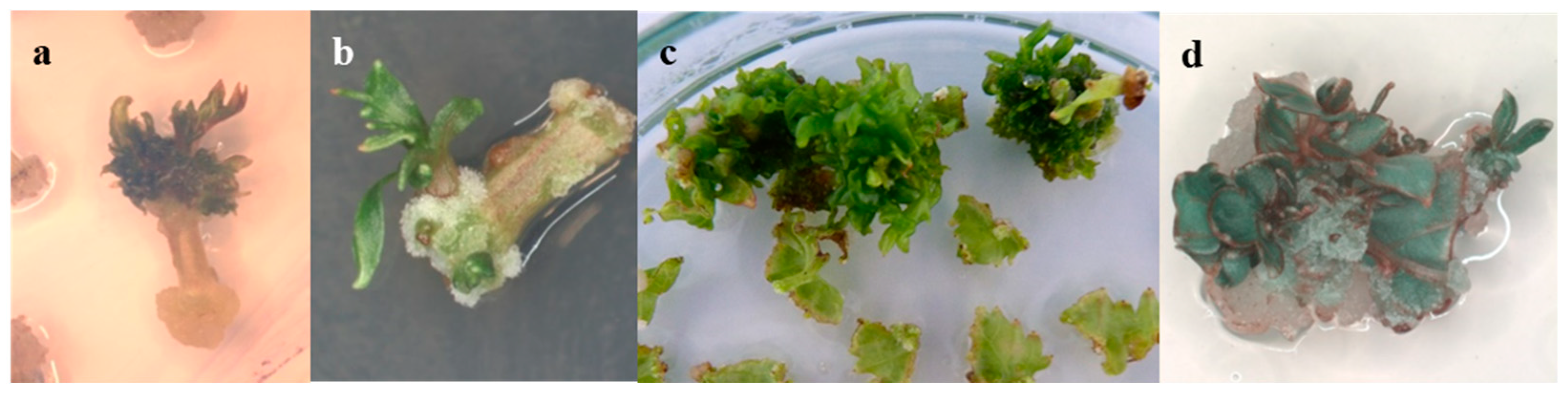 Plants 13 02779 g003 Plants 13 02779 g003