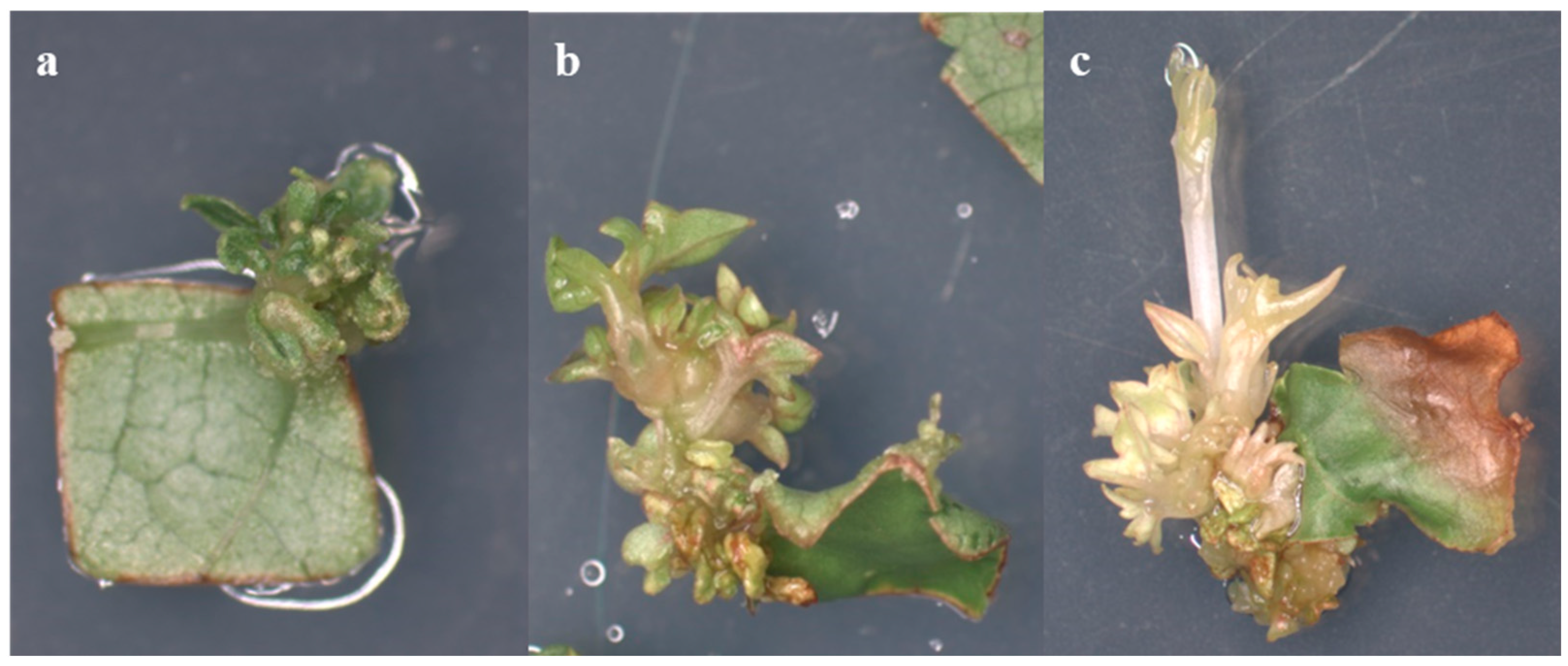 Plants 13 02779 g005 Plants 13 02779 g005