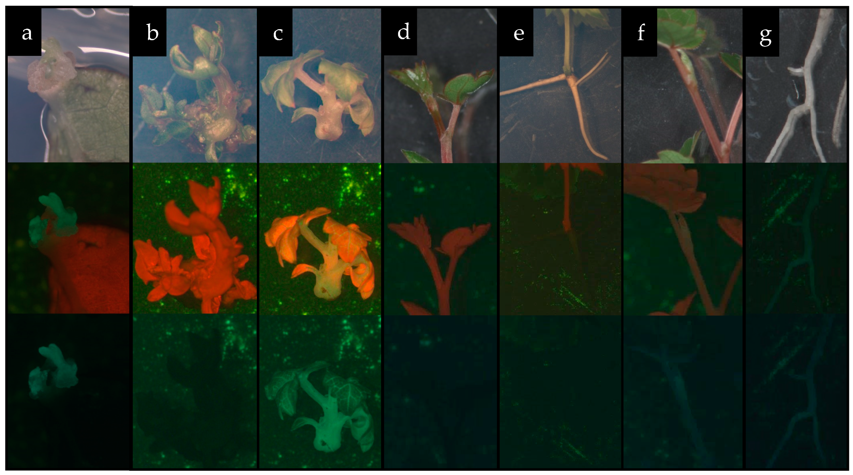 Plants 13 02779 g007 Plants 13 02779 g007