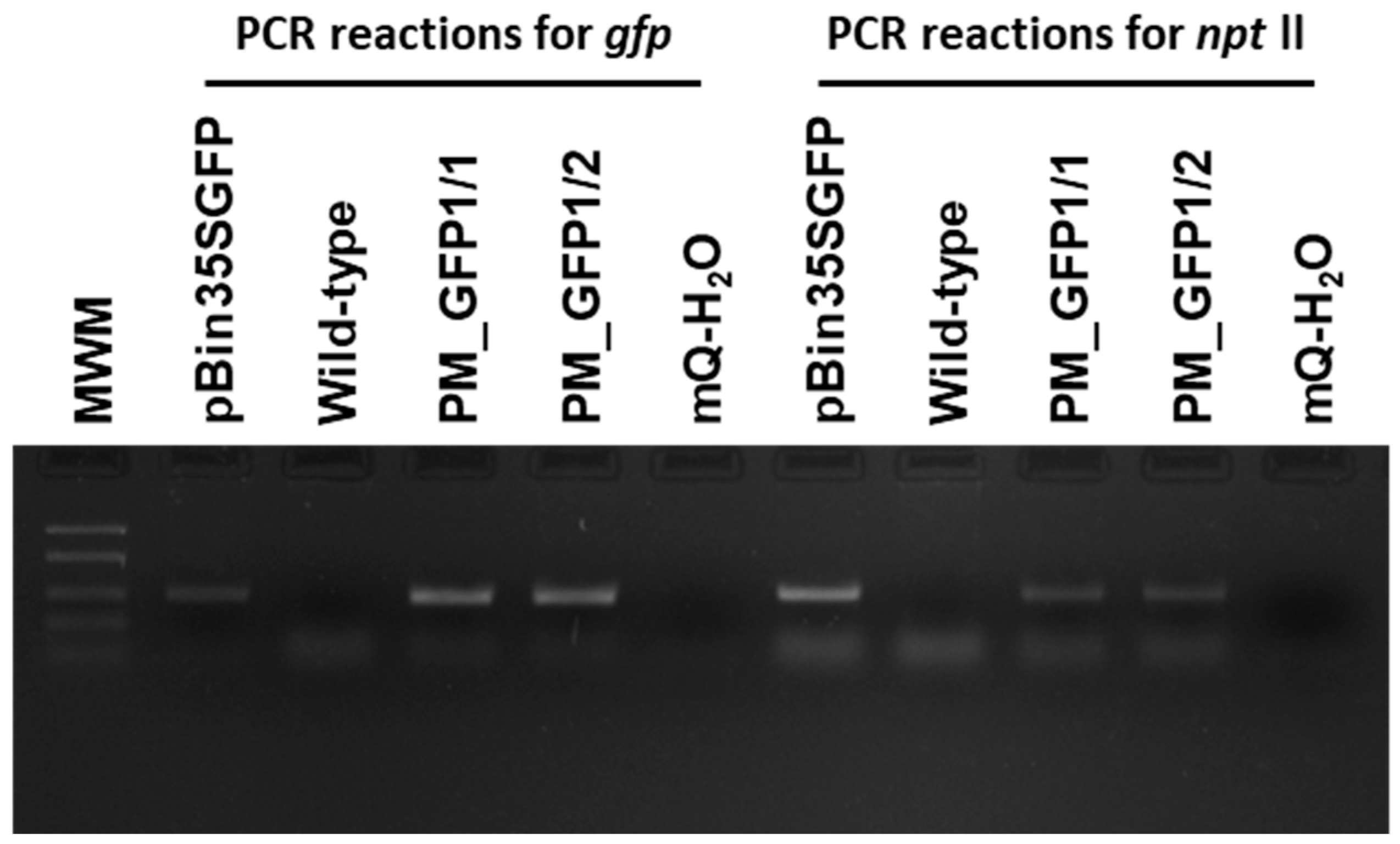 Plants 13 02779 g008 Plants 13 02779 g008