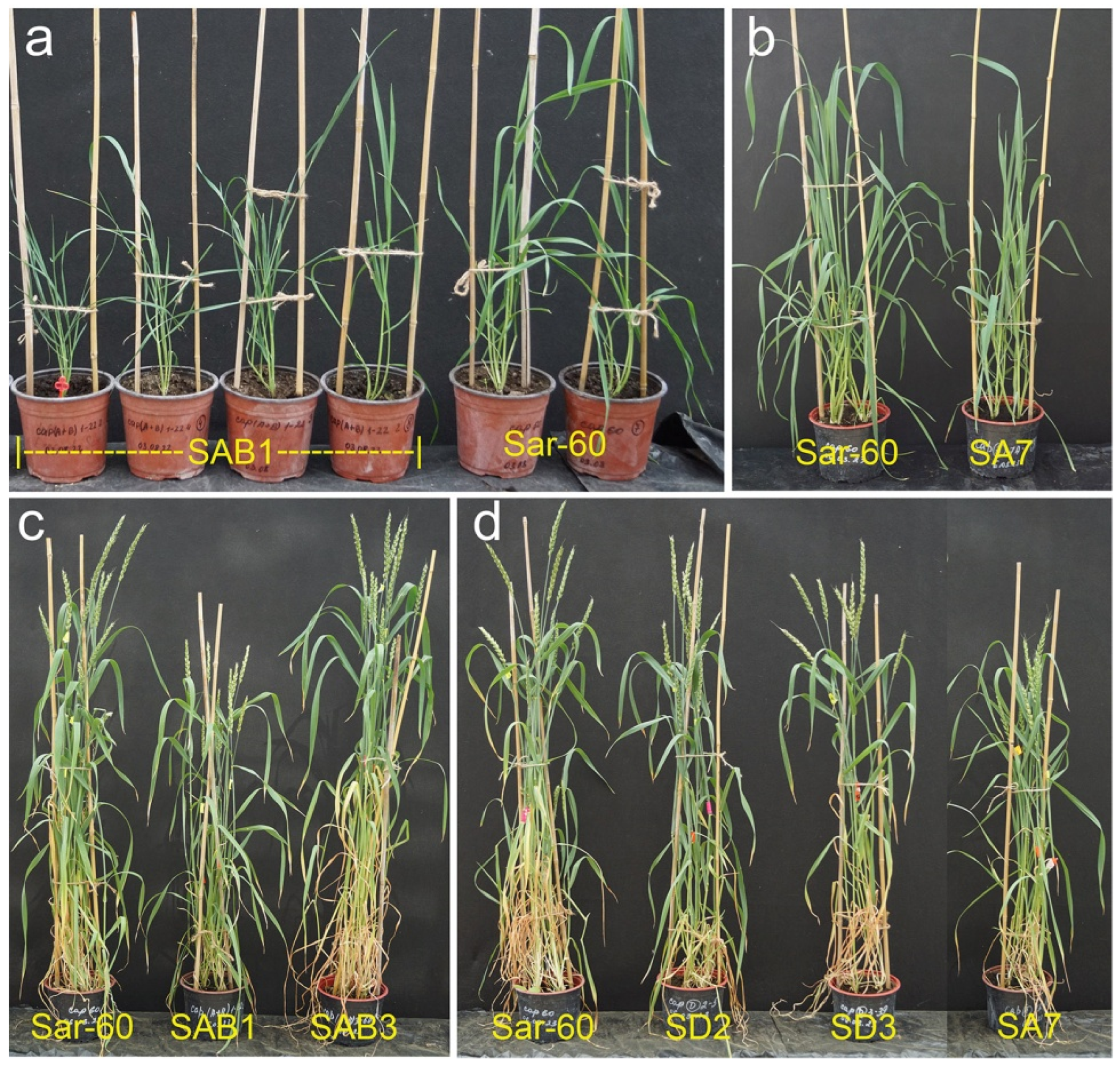 Plants 13 02781 g007