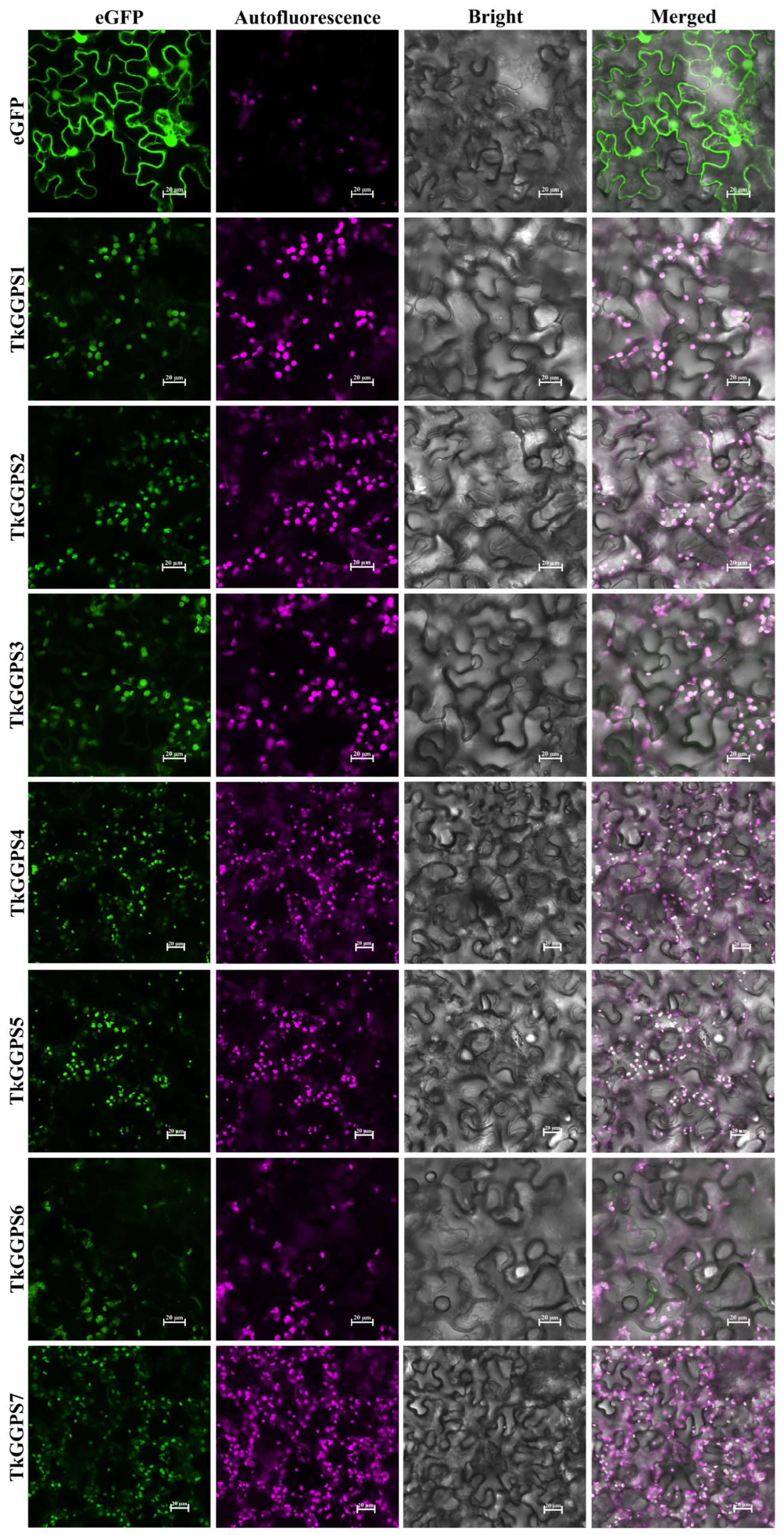 Plants 13 02788 g008