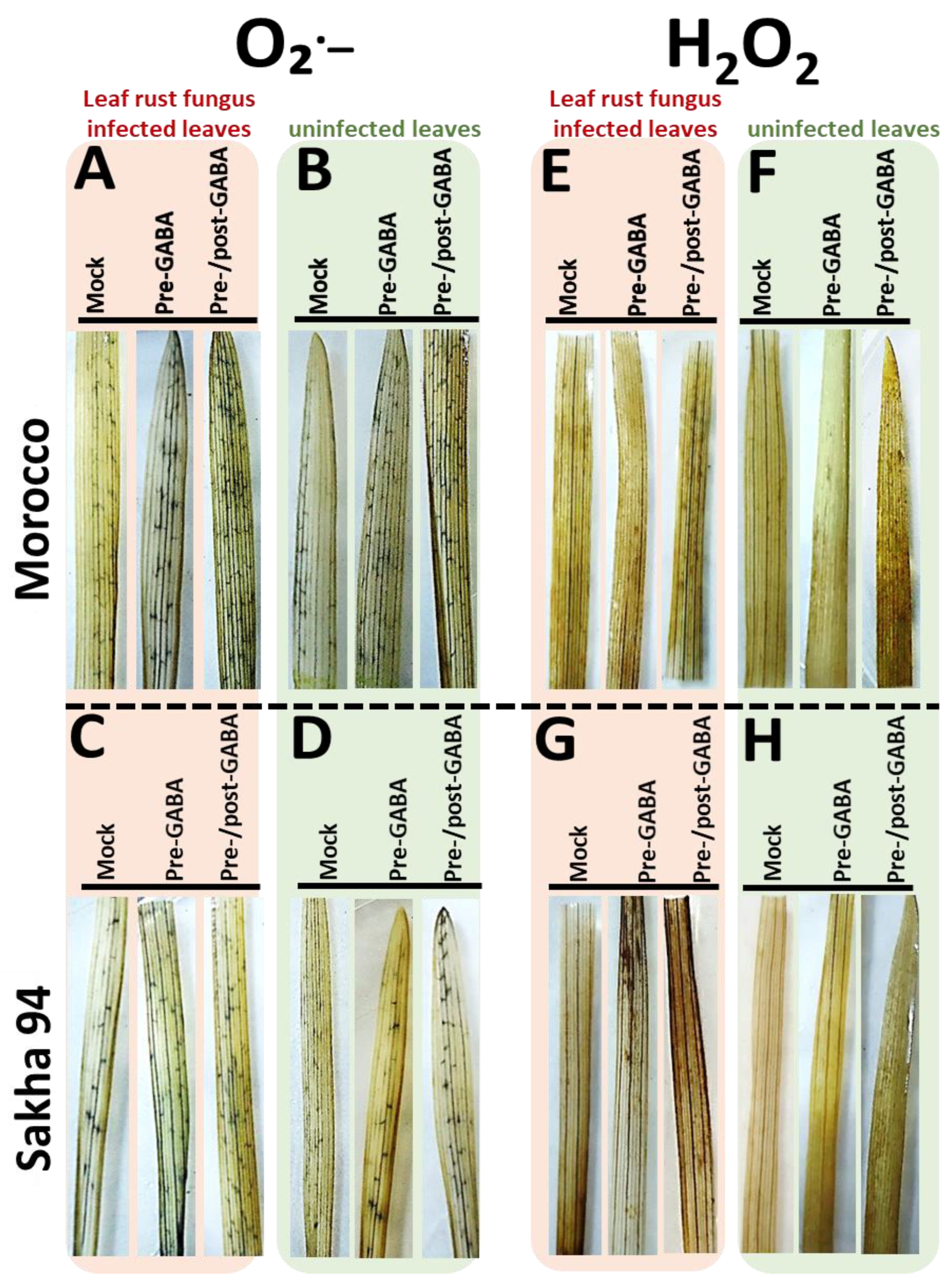 Plants 13 02792 g003