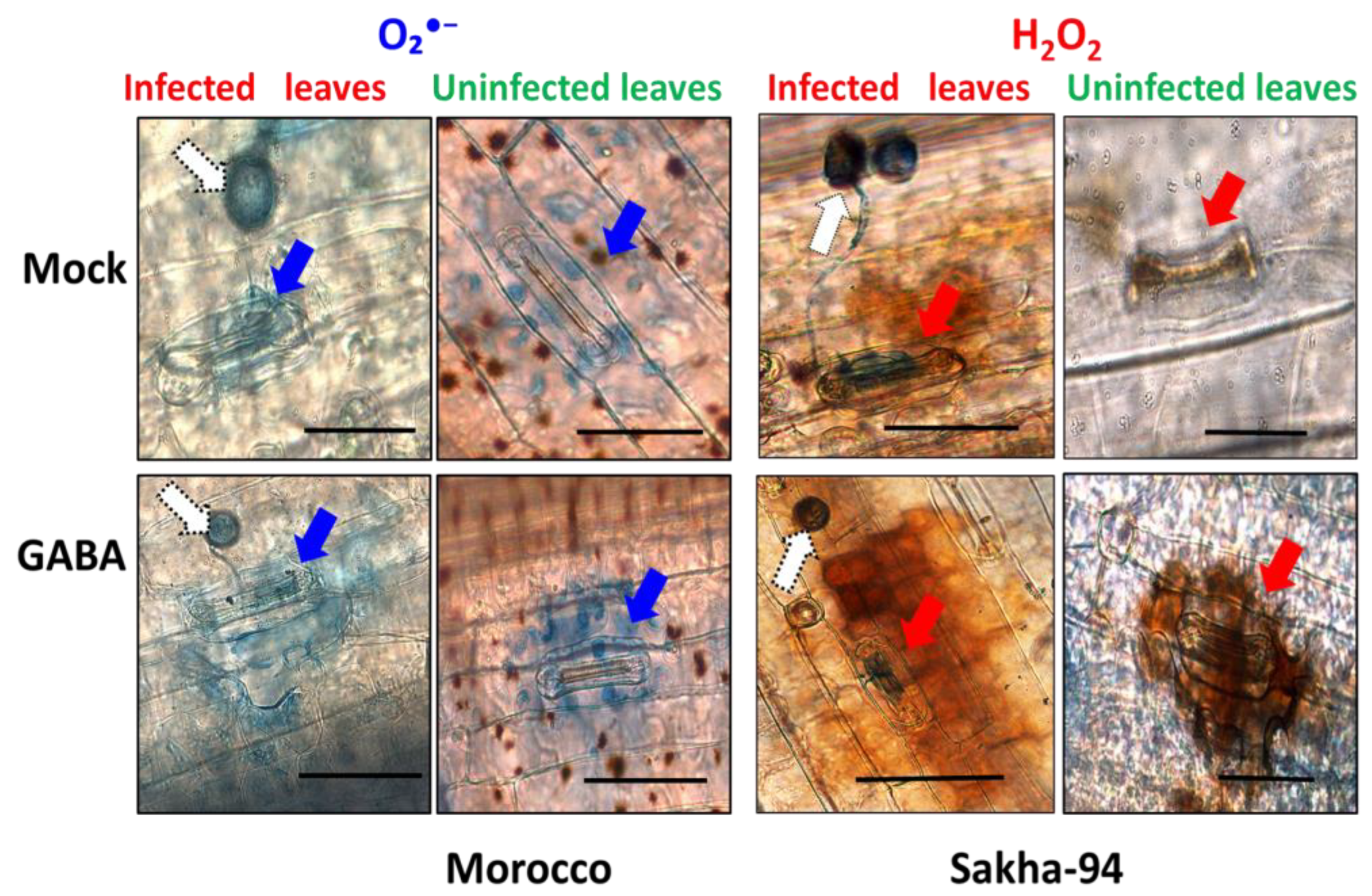 Plants 13 02792 g004