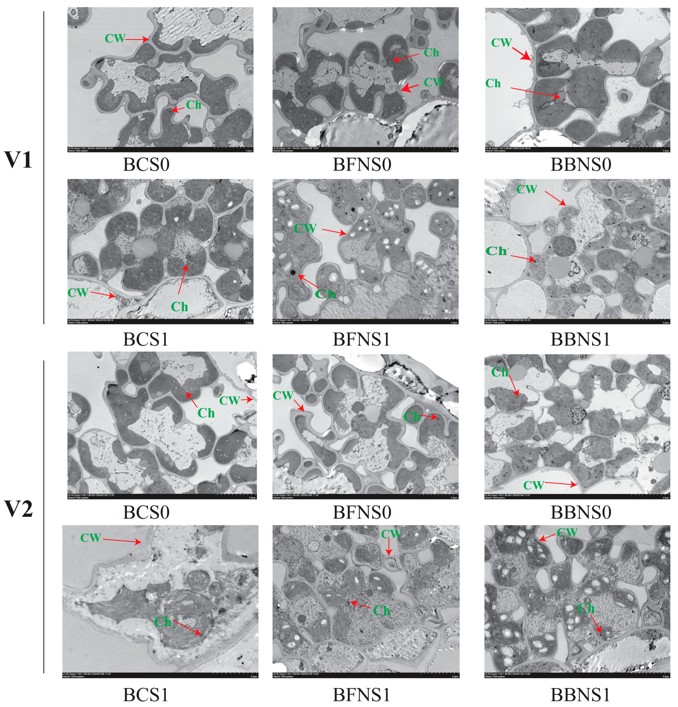 Plants 13 02804 g007