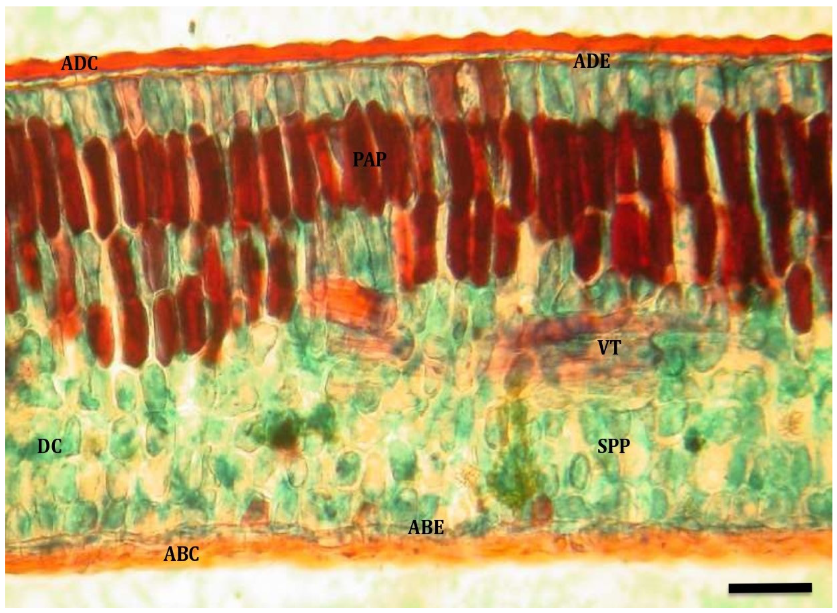 Plants 13 02812 g001