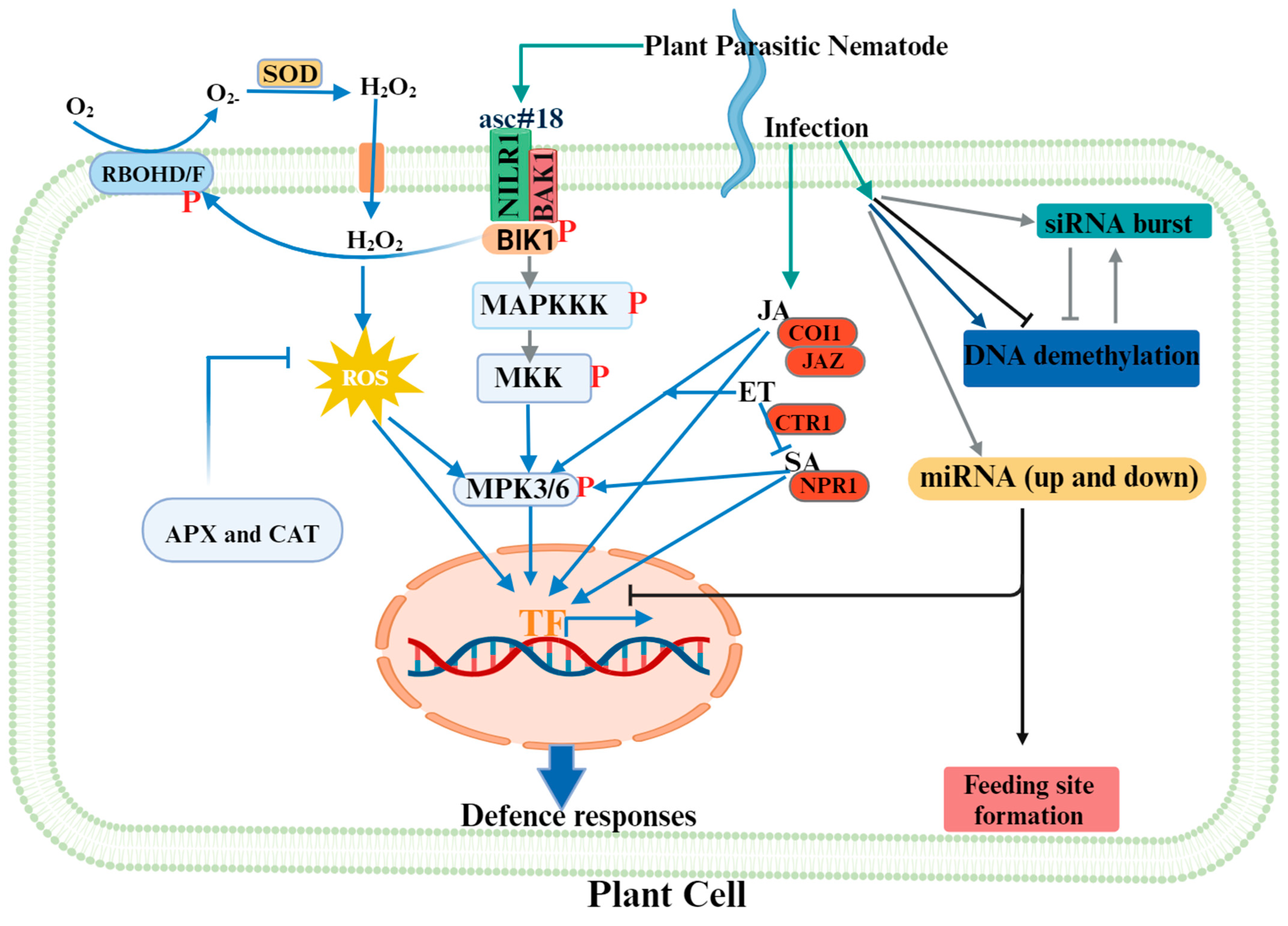 Plants 13 02813 g001 Plants 13 02813 g001