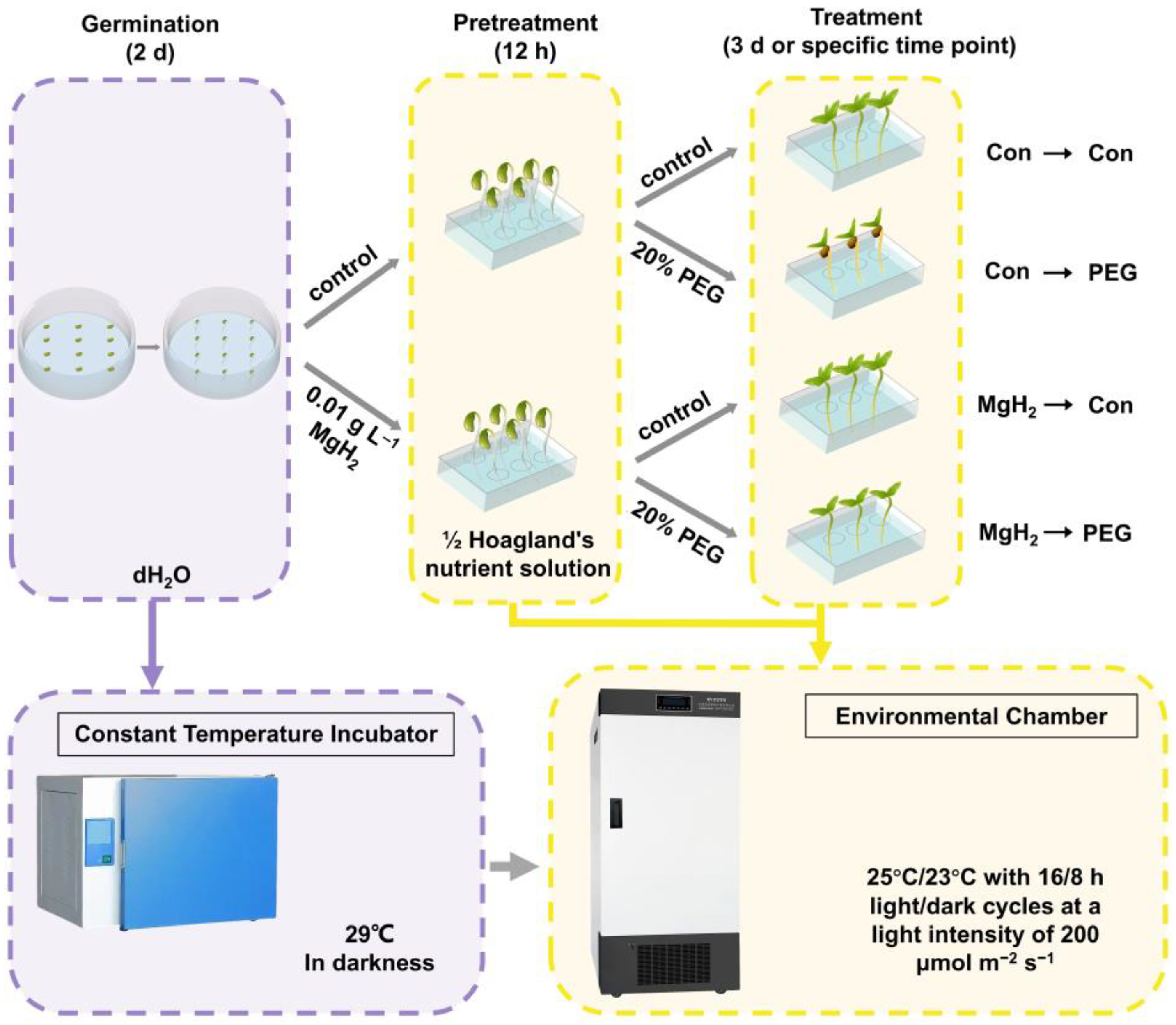 Plants 13 02819 g001