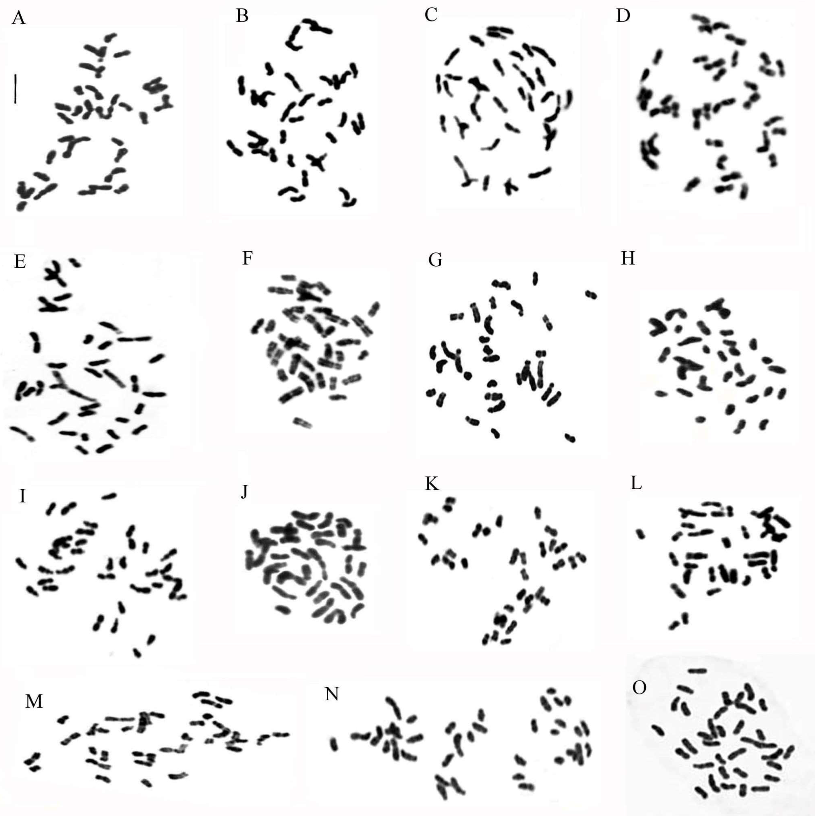 Plants 13 02838 g001 Plants 13 02838 g001