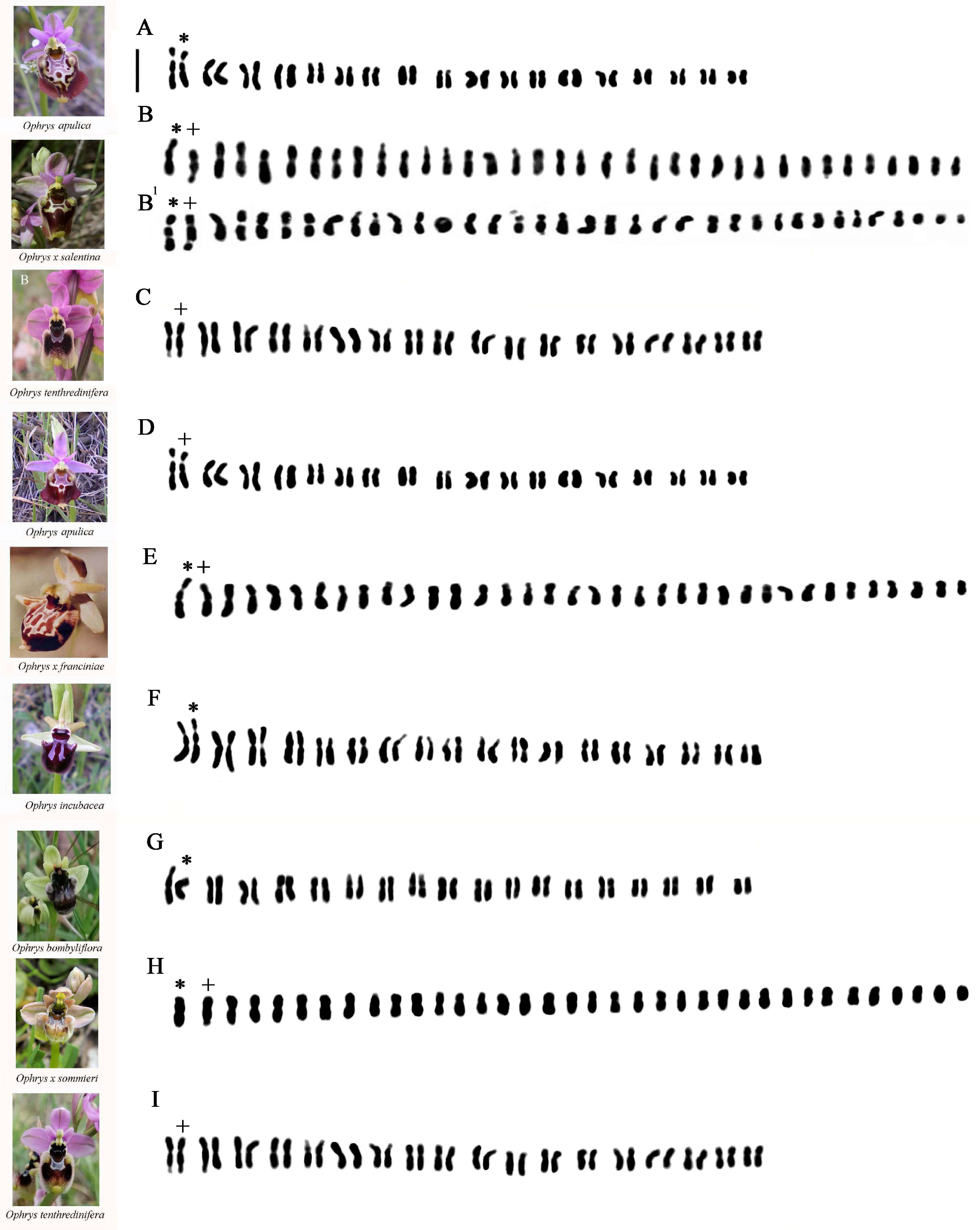 Plants 13 02838 g002 Plants 13 02838 g002