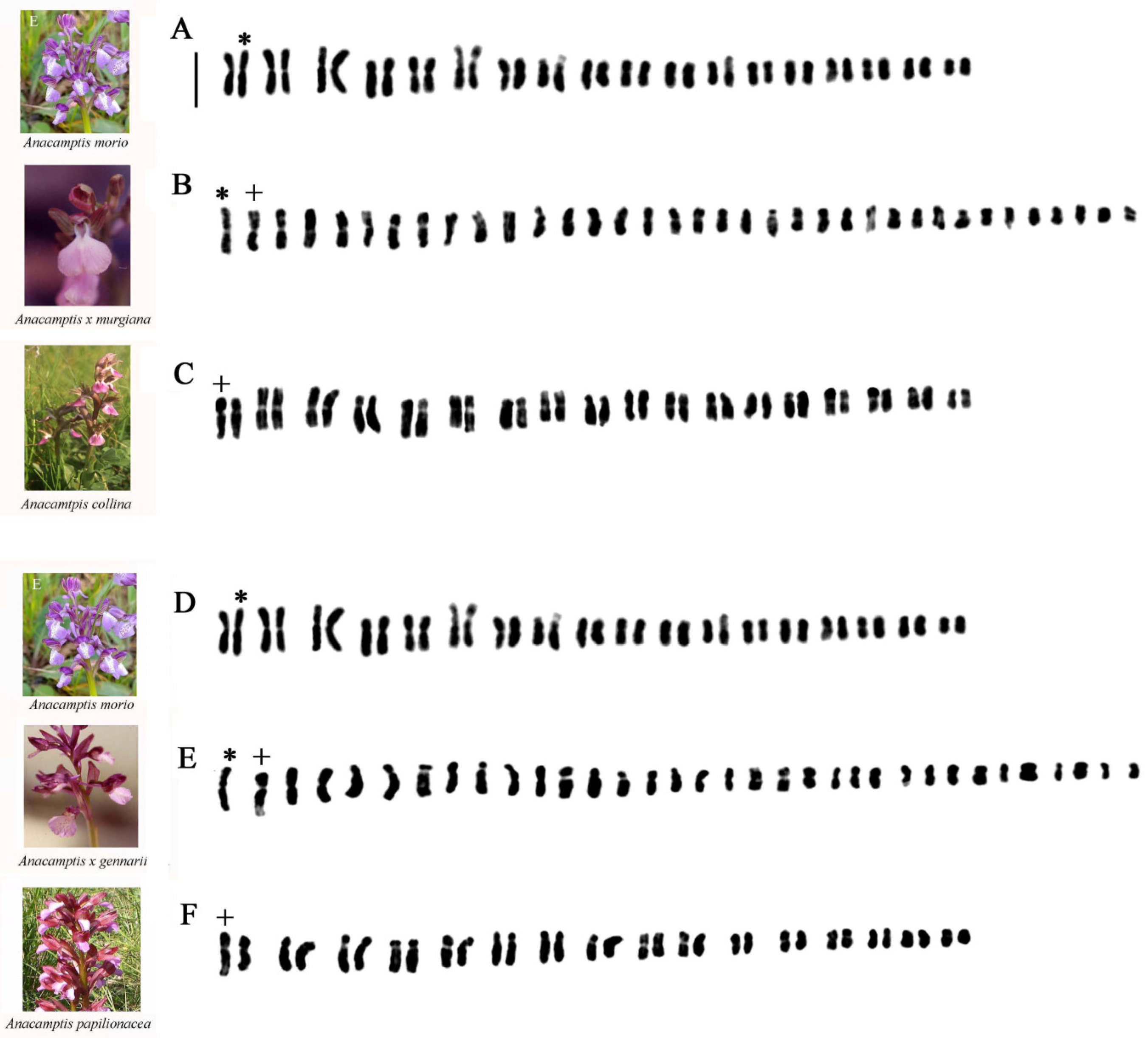 Plants 13 02838 g003 Plants 13 02838 g003