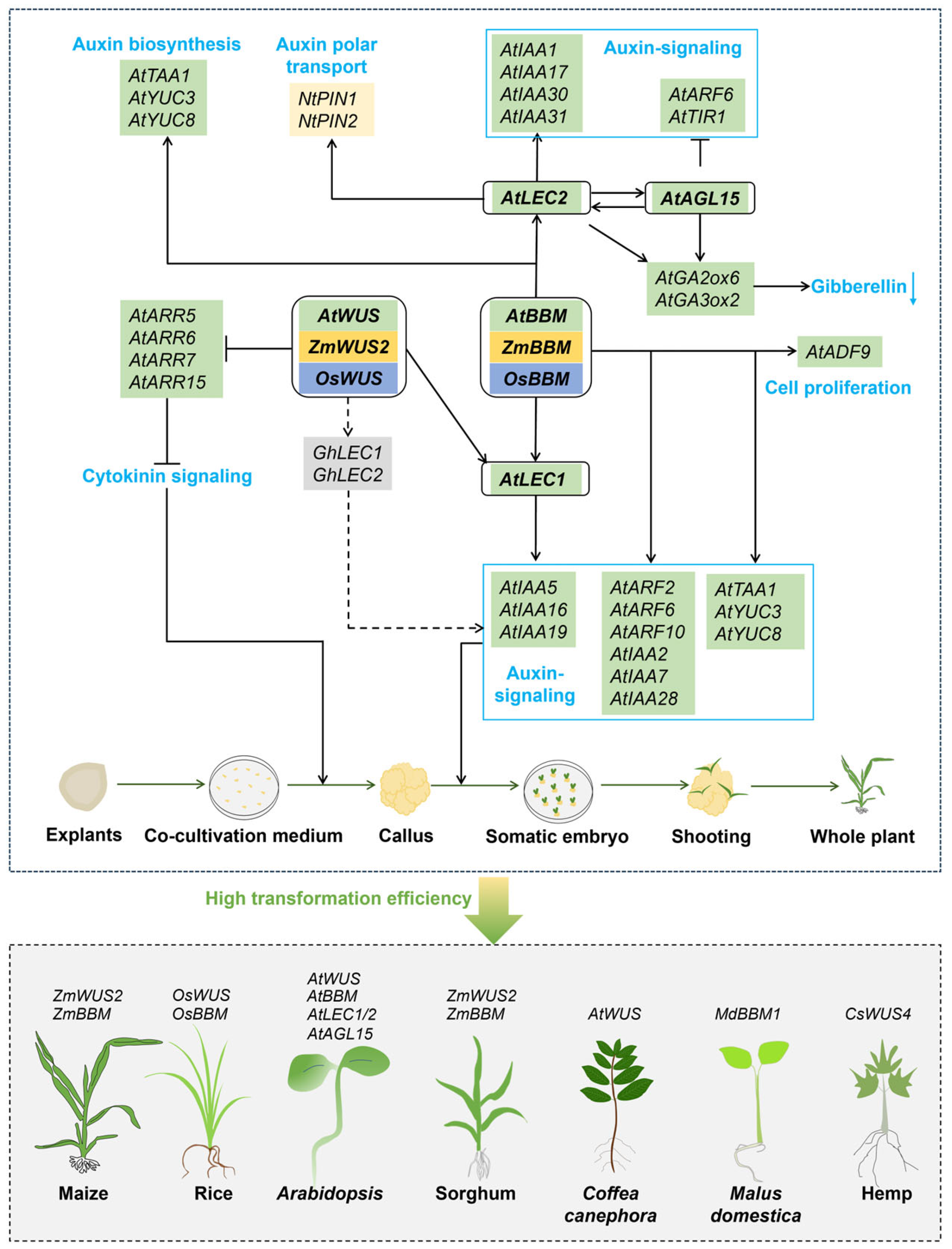 Plants 13 02841 g001