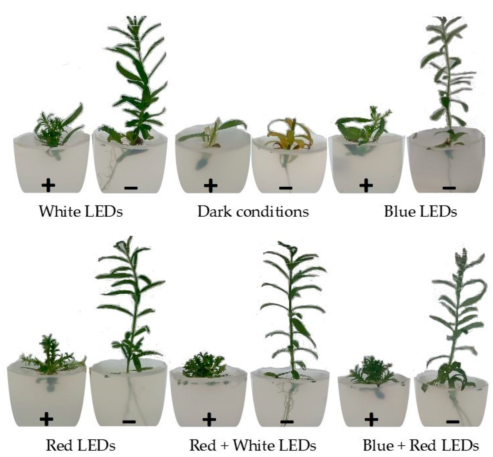 Plants 13 02842 g001 Plants 13 02842 g001