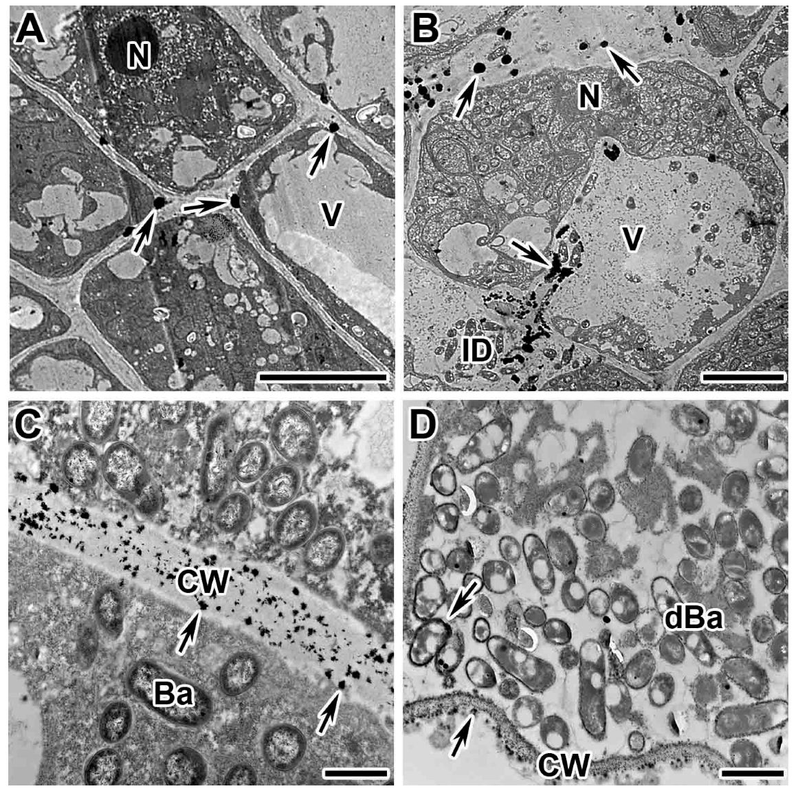 Plants 13 02923 g002 Plants 13 02923 g002