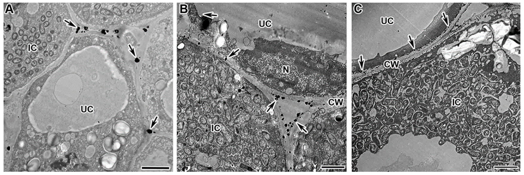 Plants 13 02923 g003 Plants 13 02923 g003