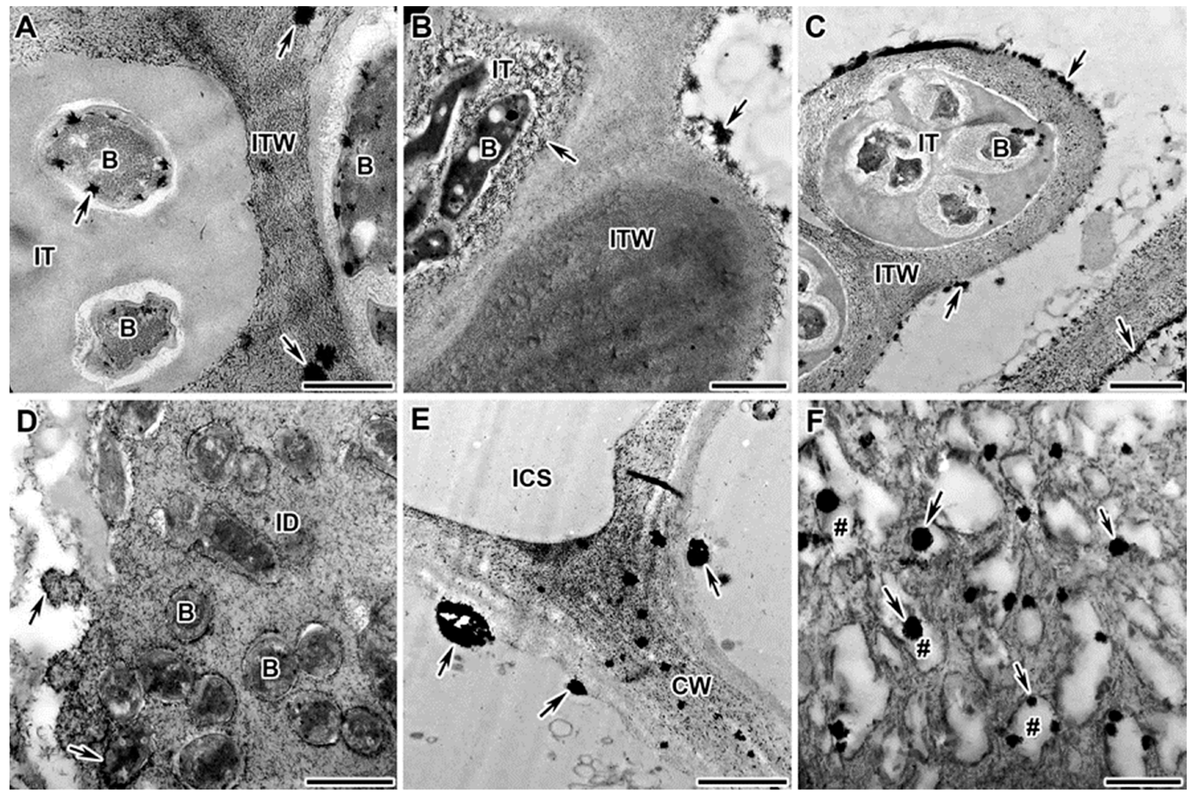 Plants 13 02923 g004 Plants 13 02923 g004