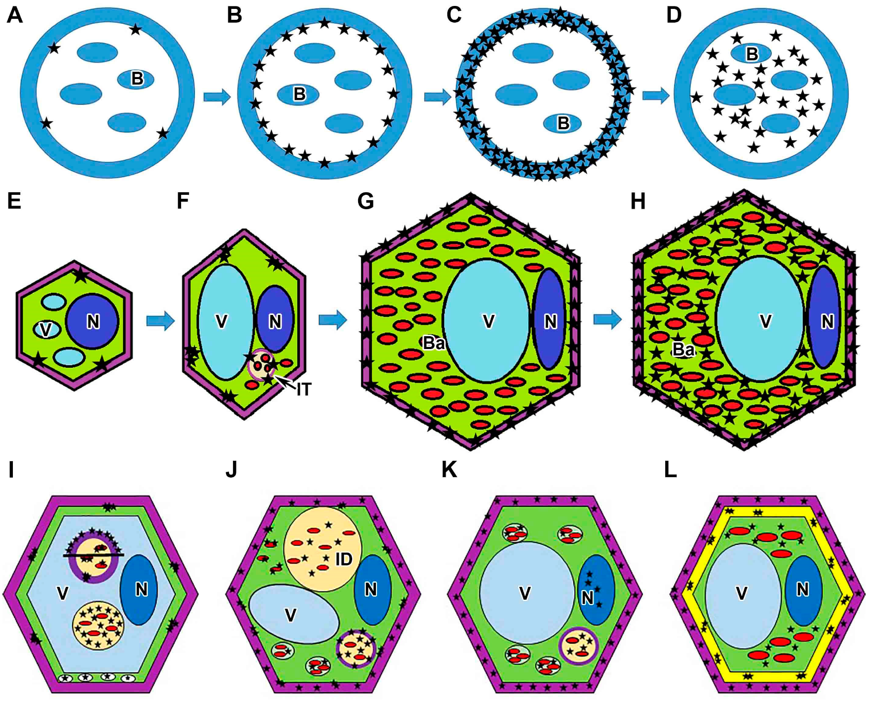 Plants 13 02923 g007 Plants 13 02923 g007