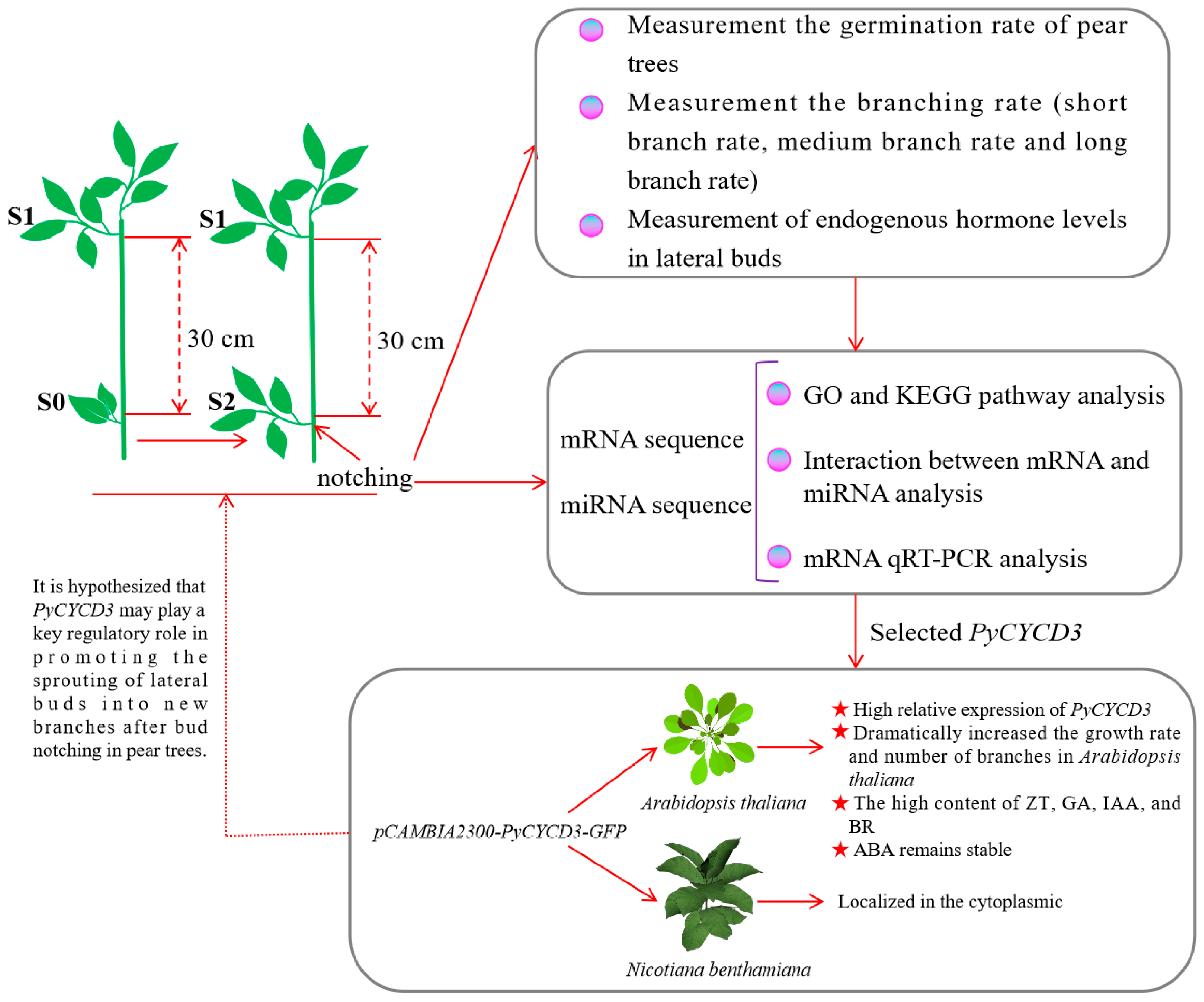 Plants 13 02928 g001 Plants 13 02928 g001