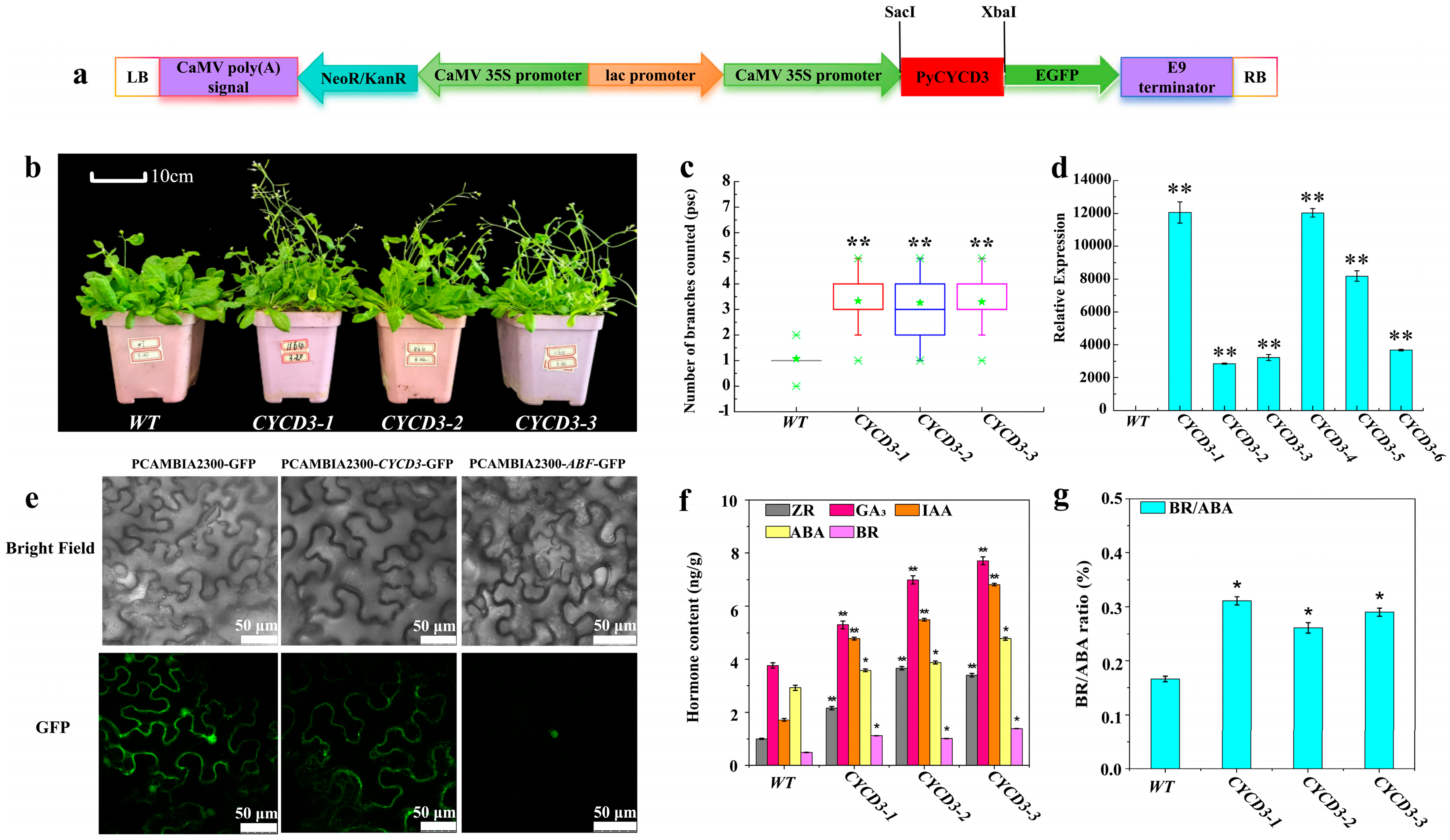 Plants 13 02928 g007 Plants 13 02928 g007