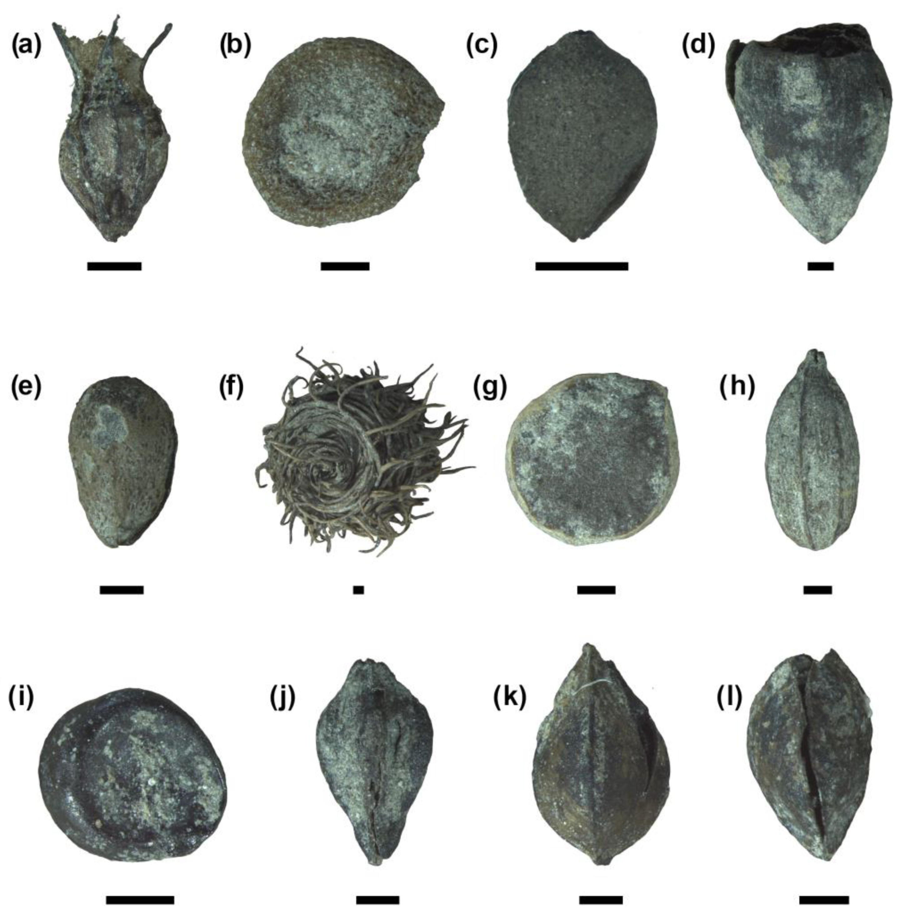 Plants 13 02930 g005 Plants 13 02930 g005