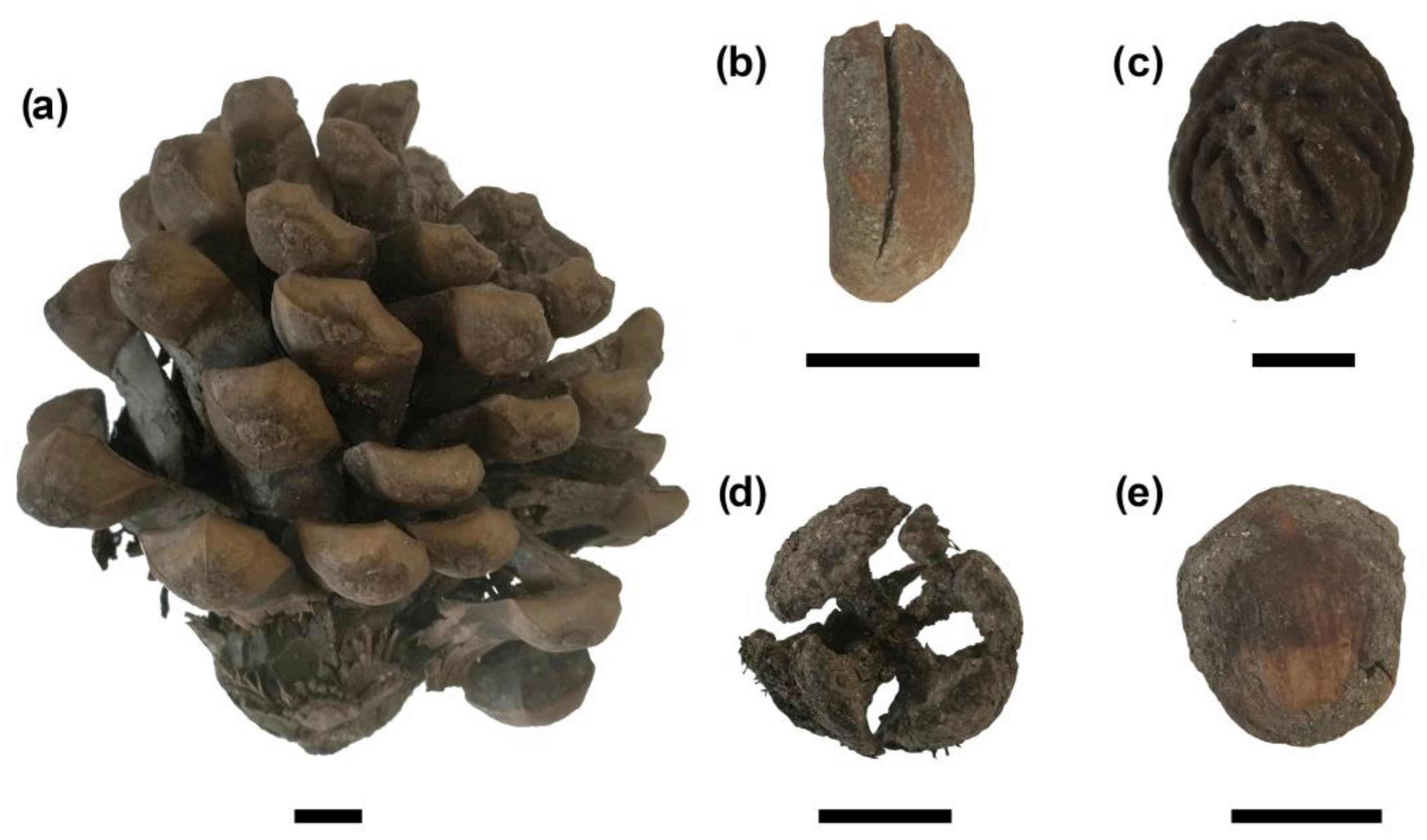 Plants 13 02930 g006 Plants 13 02930 g006