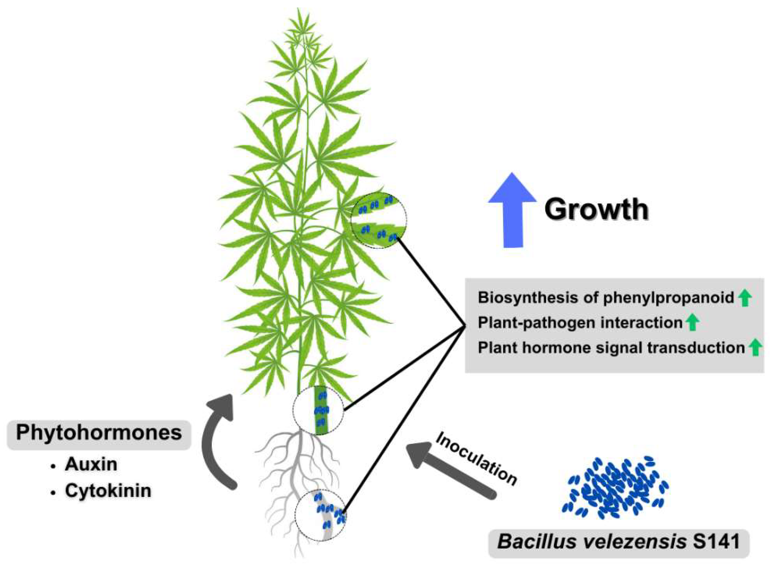 Plants 13 02971 g007