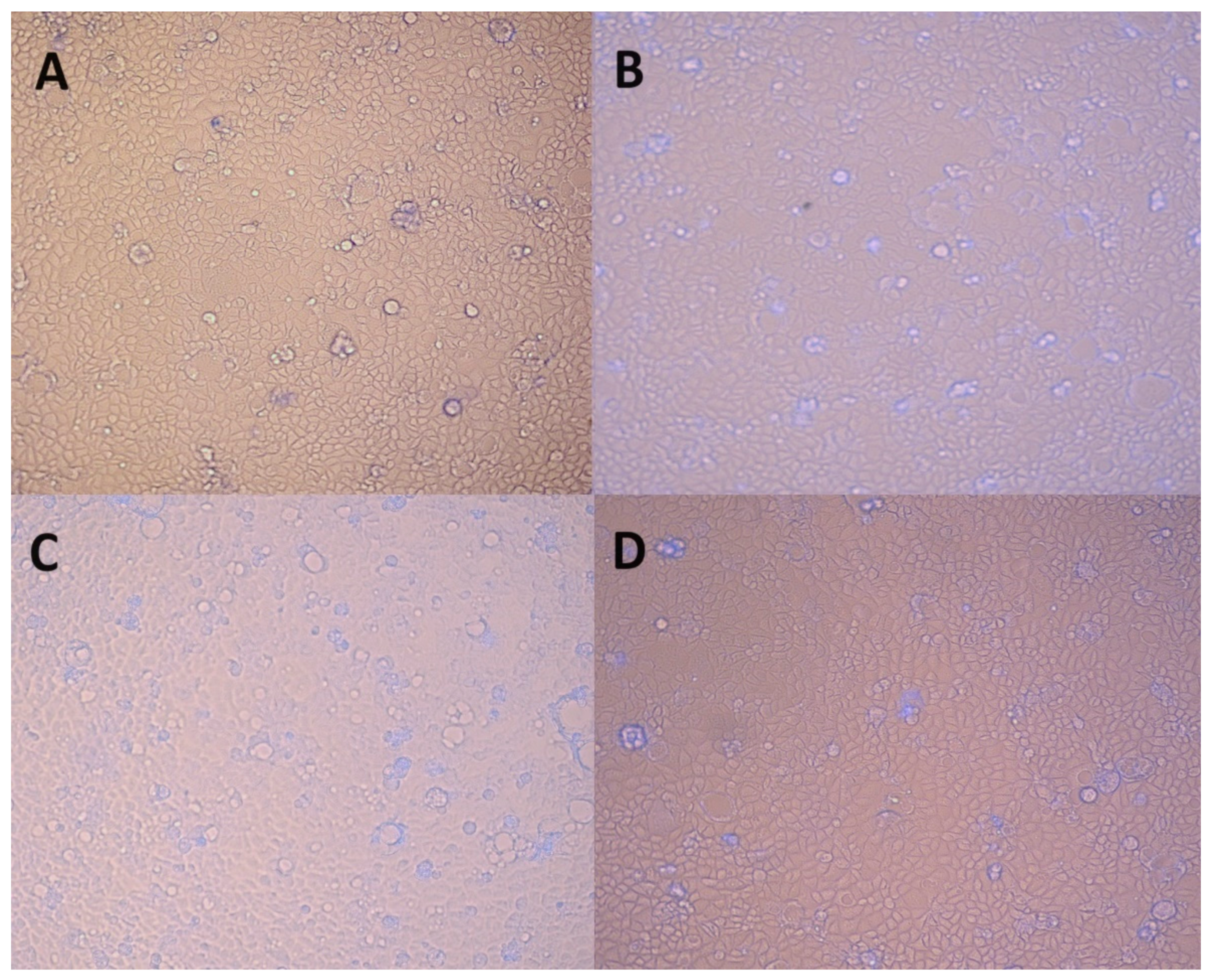 Plants 13 02987 g002