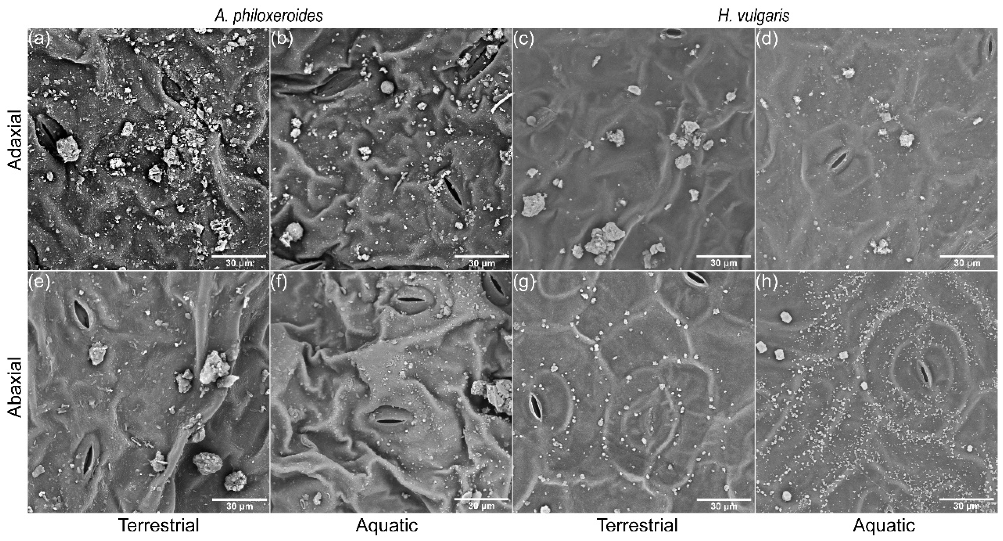 Plants 13 03056 g002