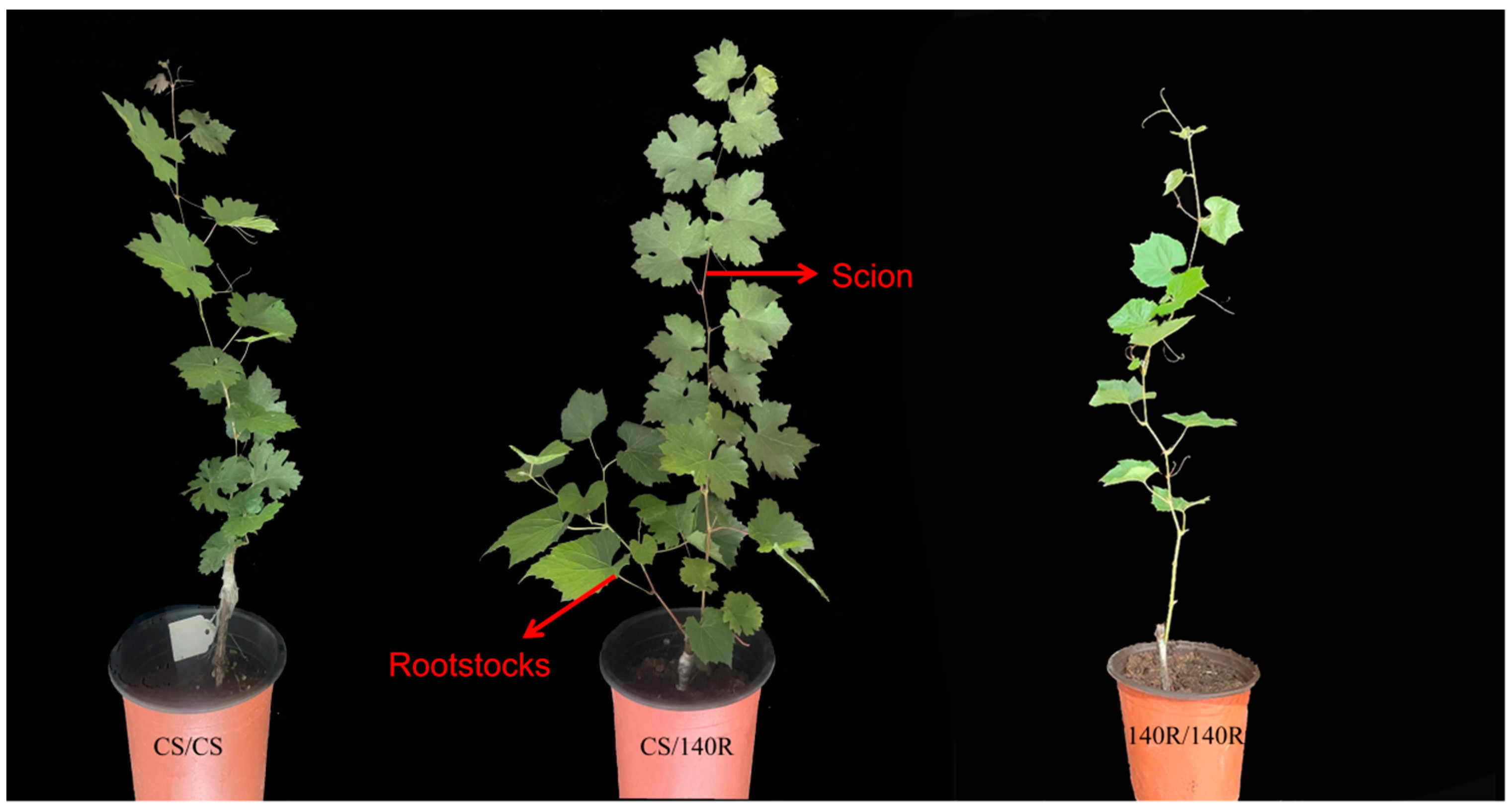 Plants 13 03057 g001