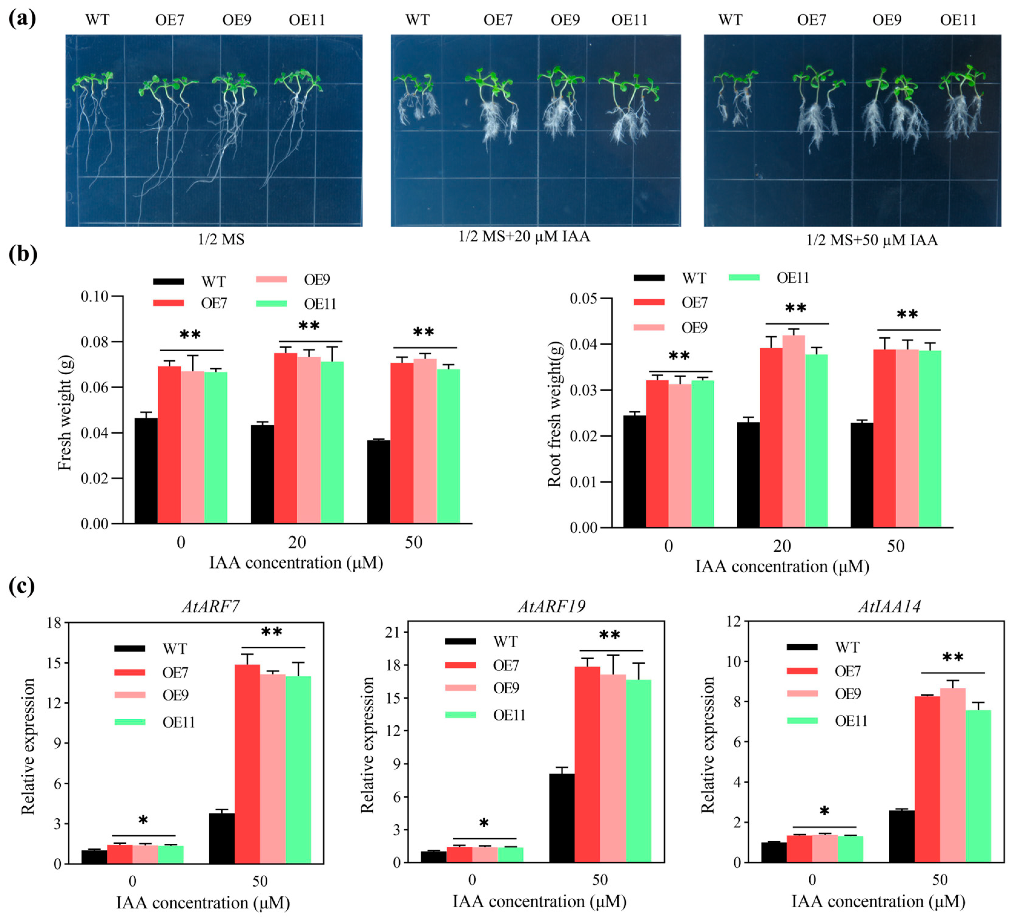Plants 13 03102 g005