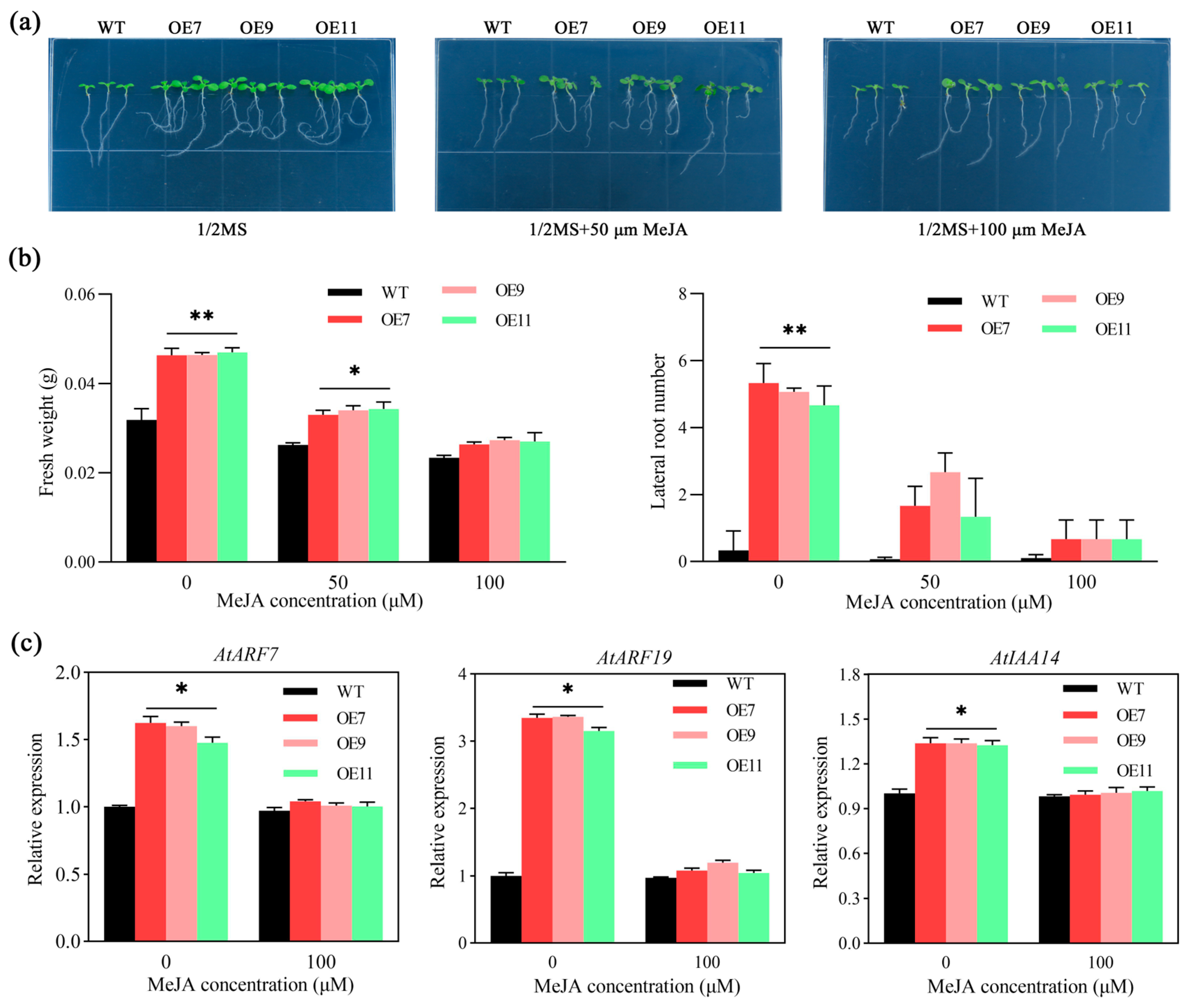 Plants 13 03102 g006
