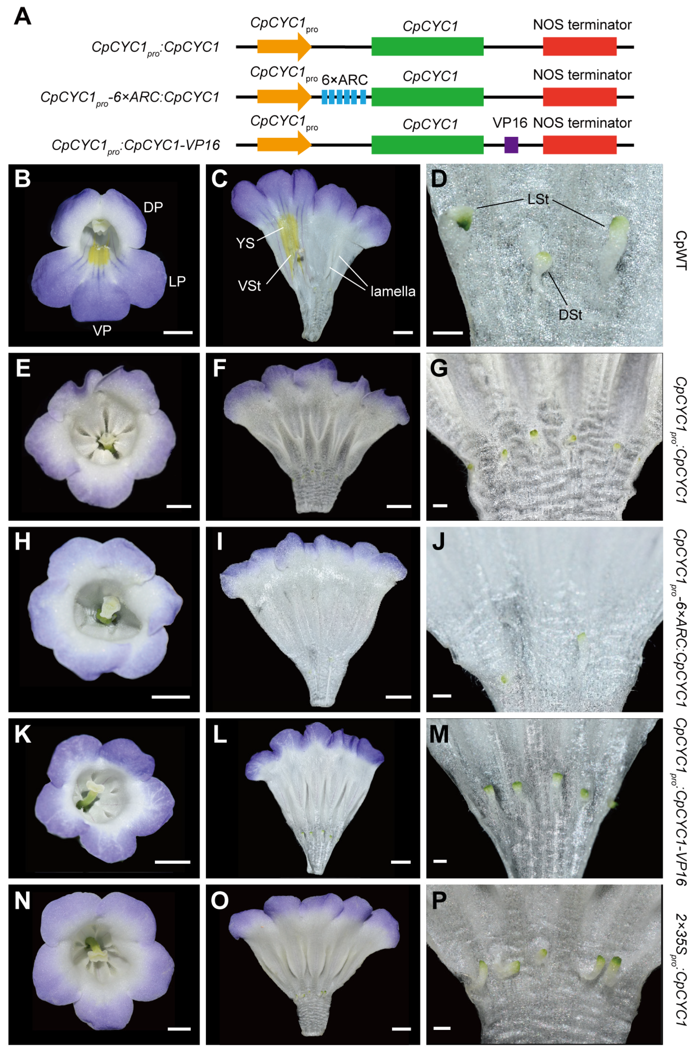 Plants 13 03120 g002 Plants 13 03120 g002