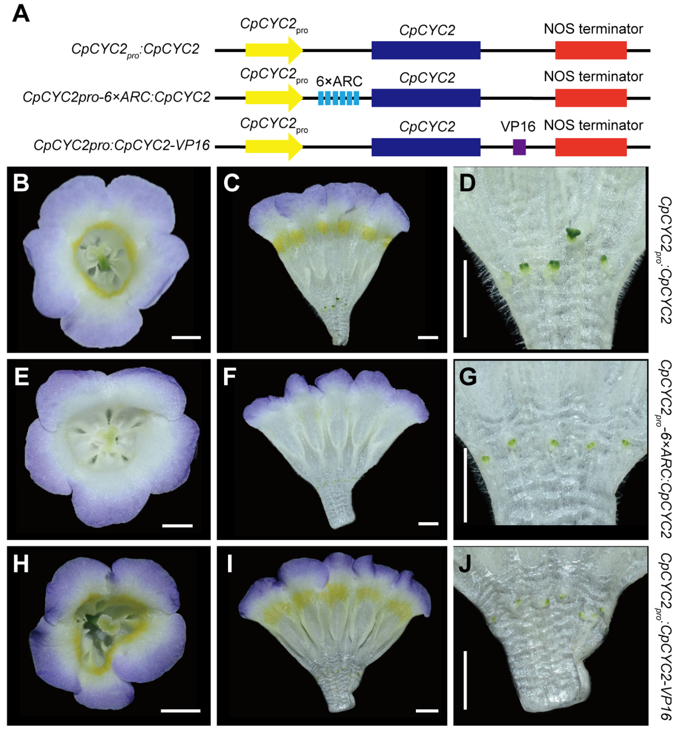 Plants 13 03120 g004 Plants 13 03120 g004