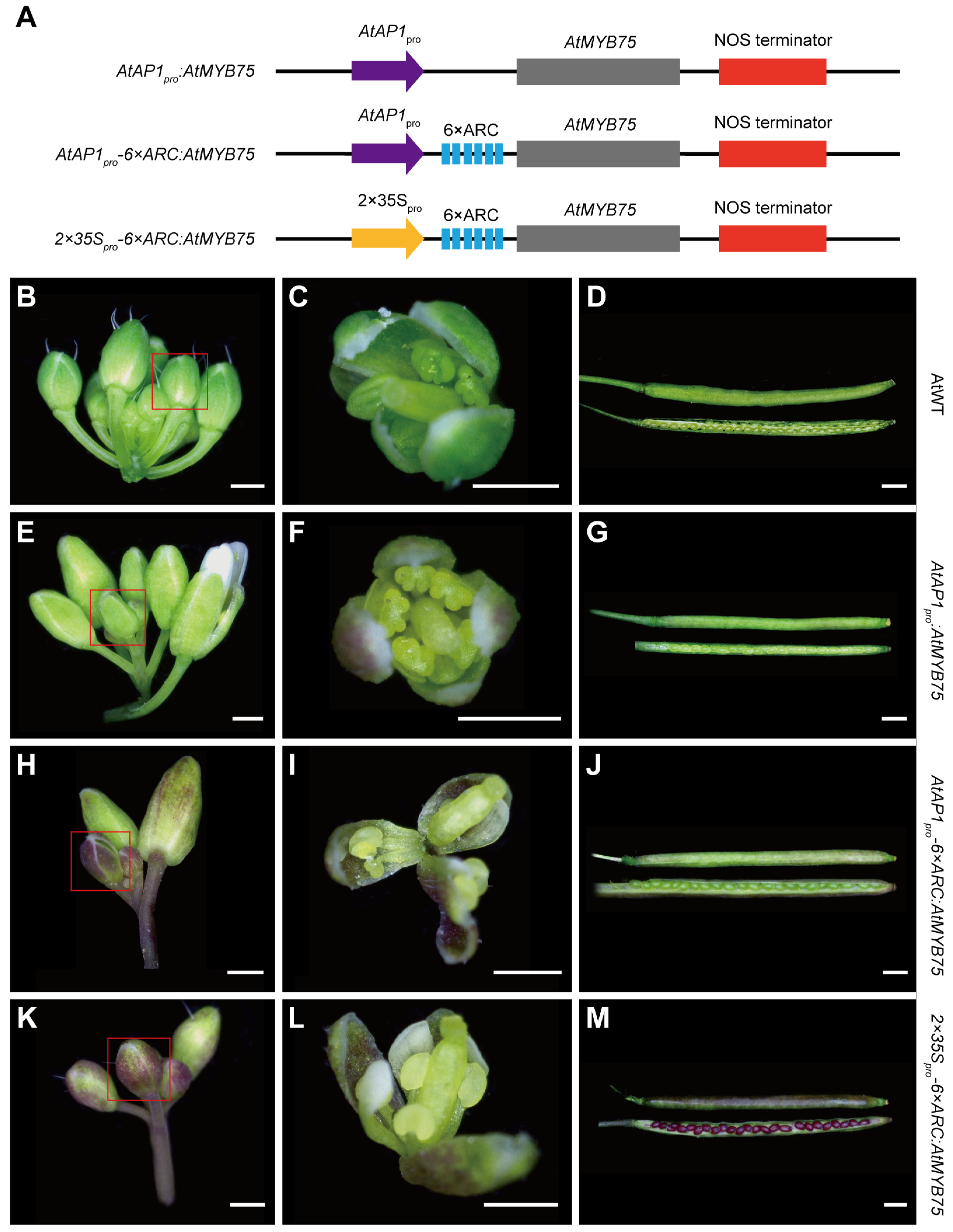 Plants 13 03120 g005 Plants 13 03120 g005