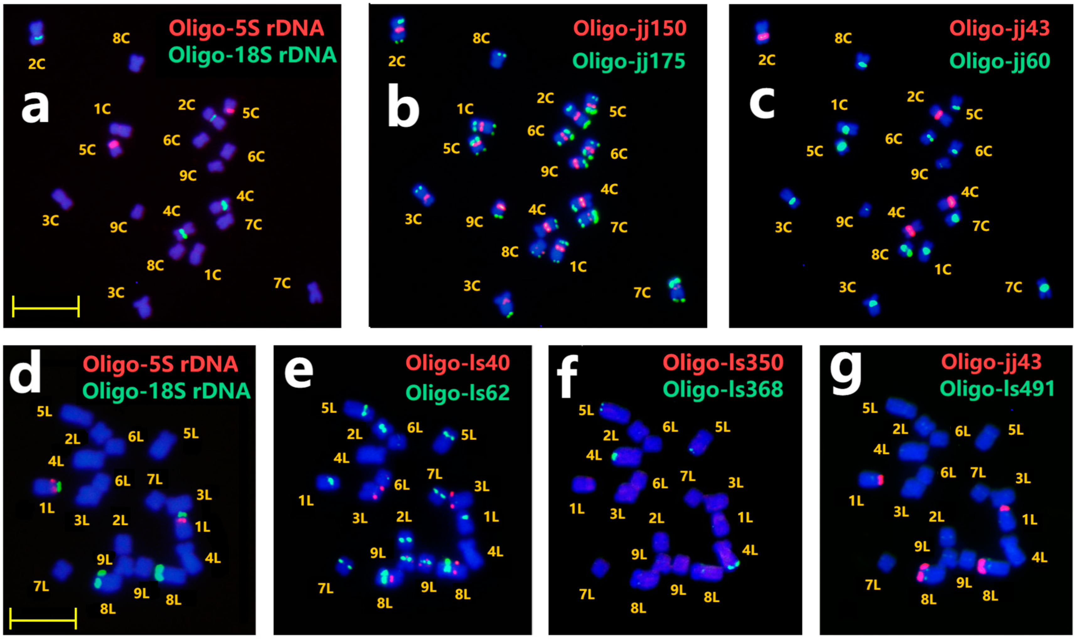 Plants 13 03135 g002