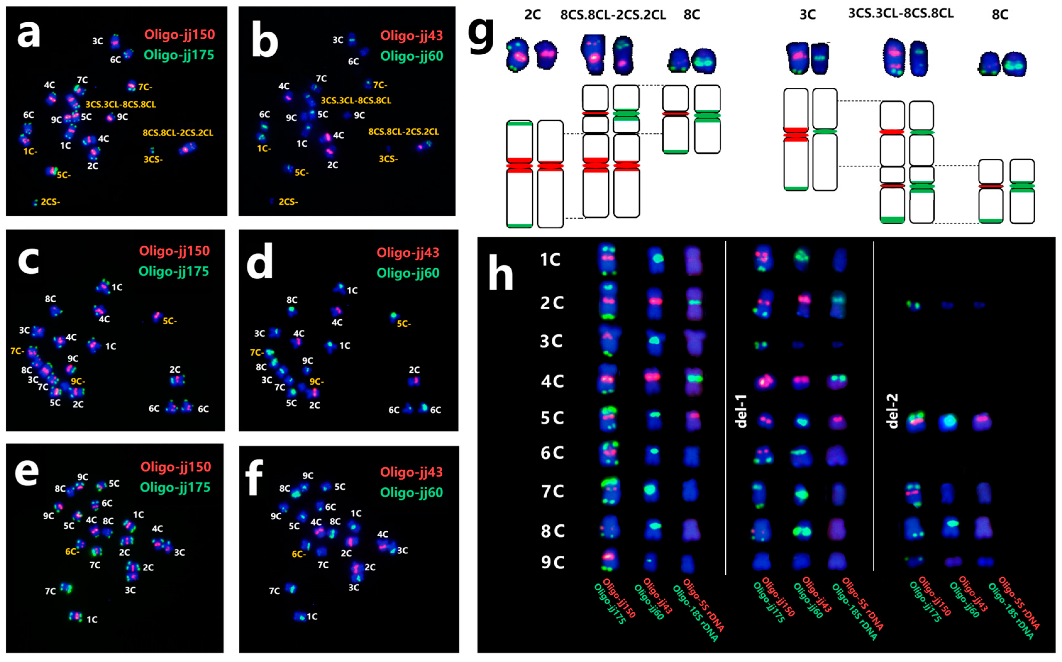 Plants 13 03135 g004