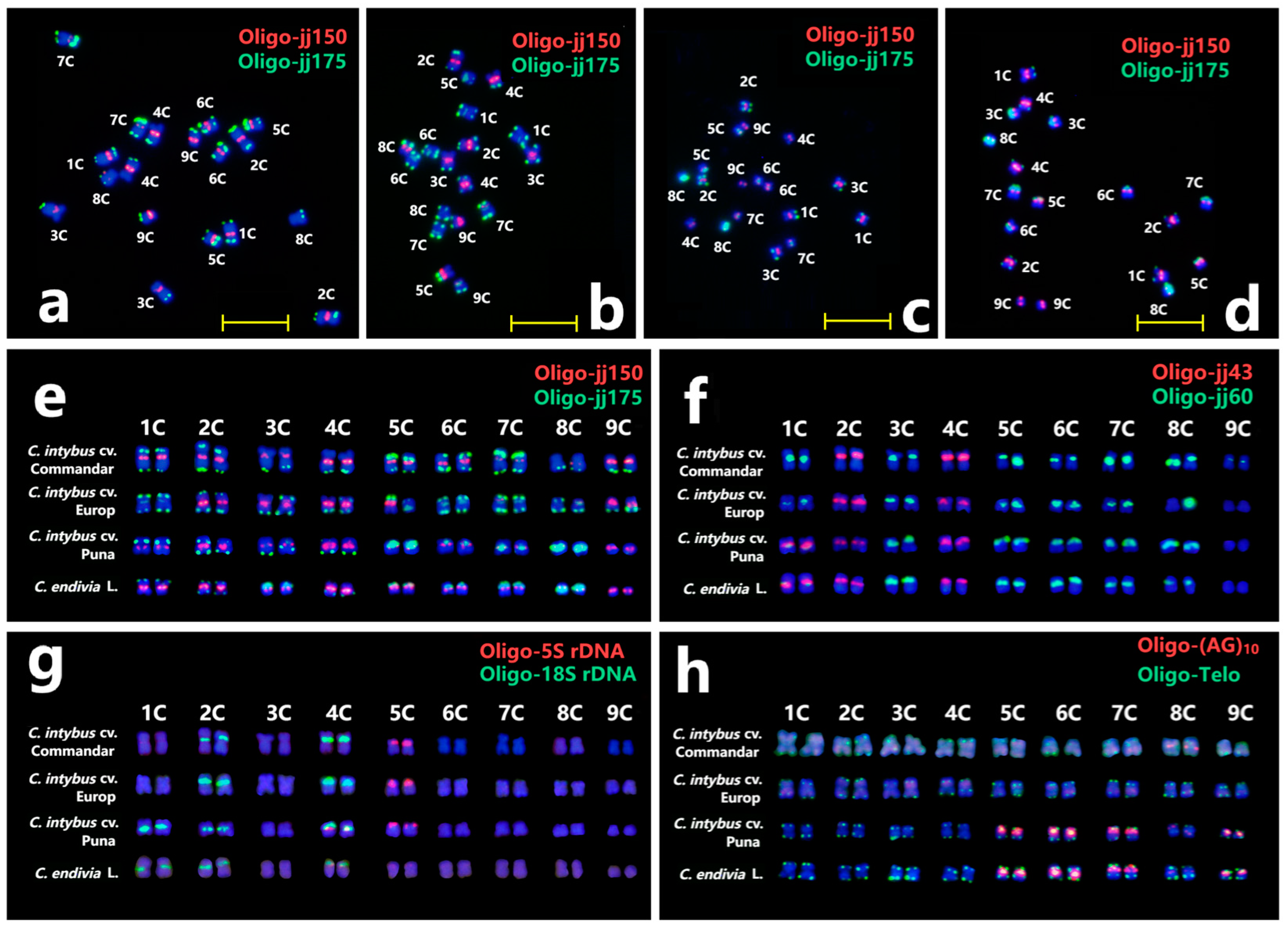Plants 13 03135 g005