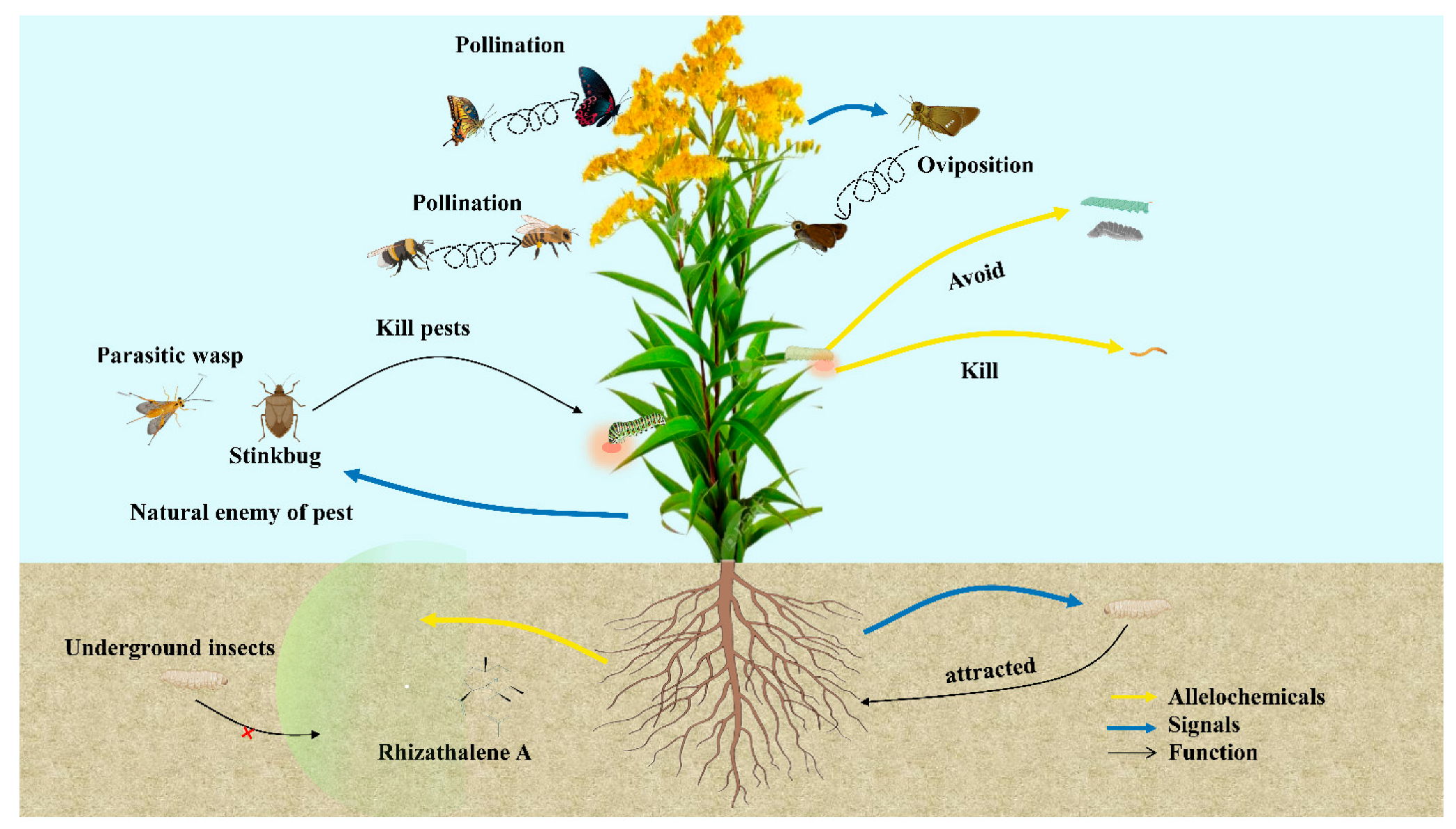 Plants 13 03162 g005