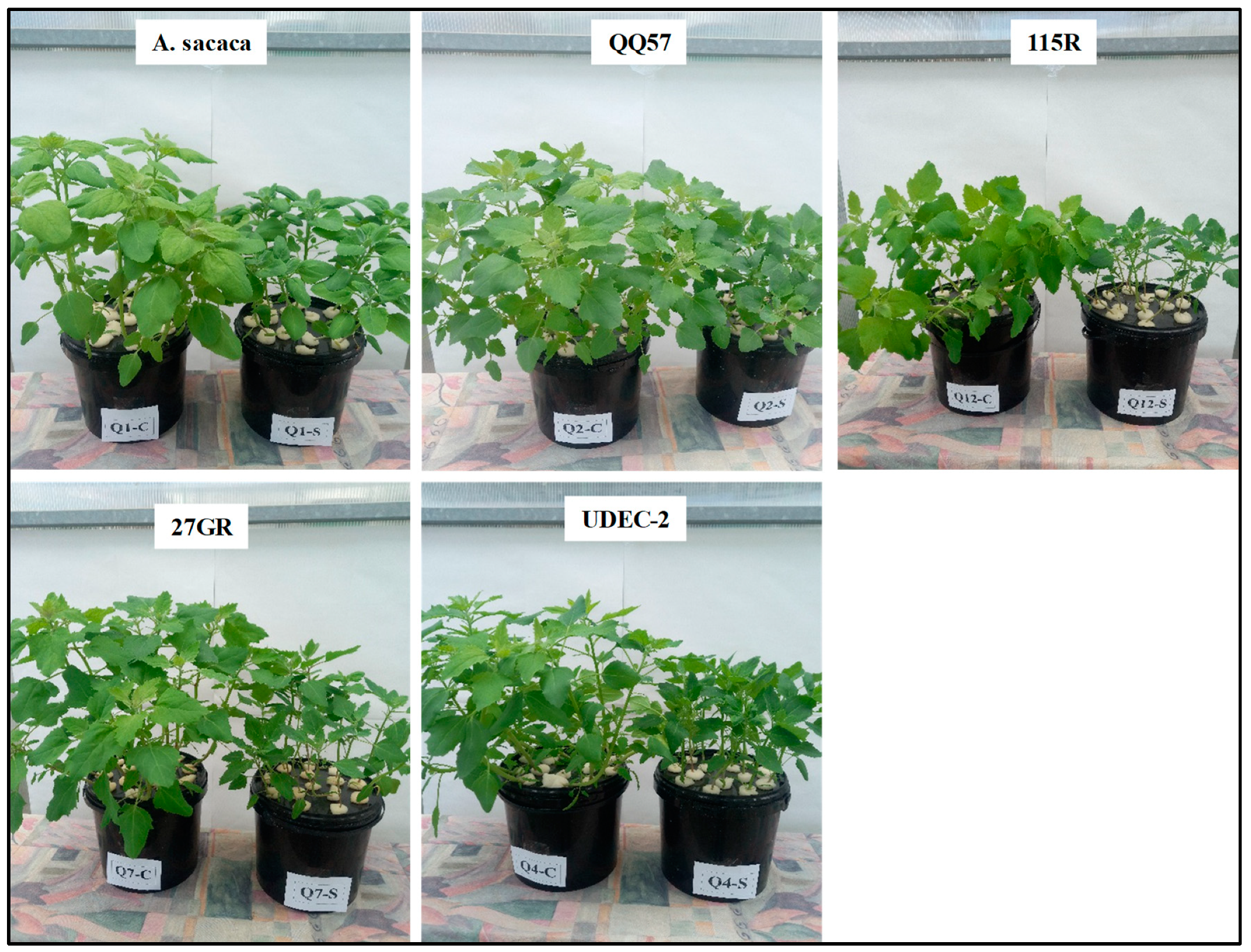 Plants 13 03180 g001 Plants 13 03180 g001