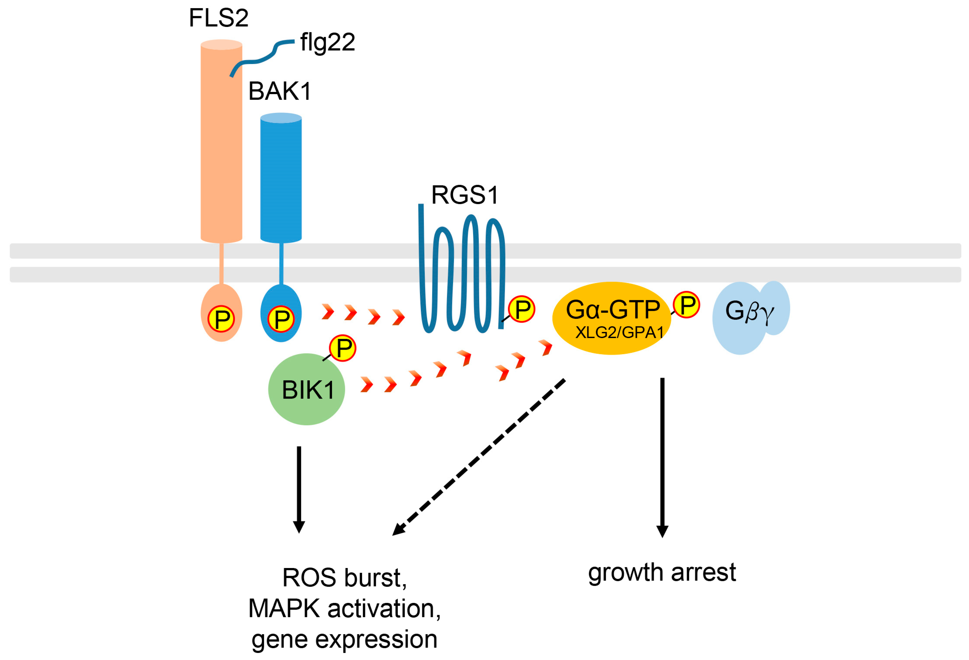 Plants 13 03239 g002