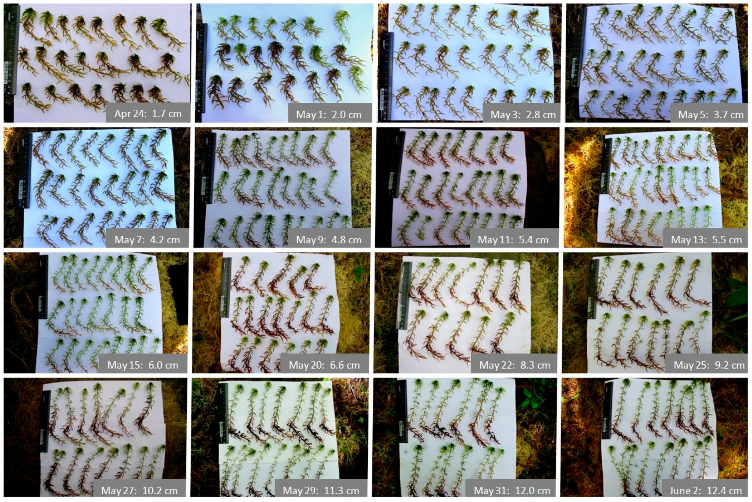 Plants 13 03241 g001