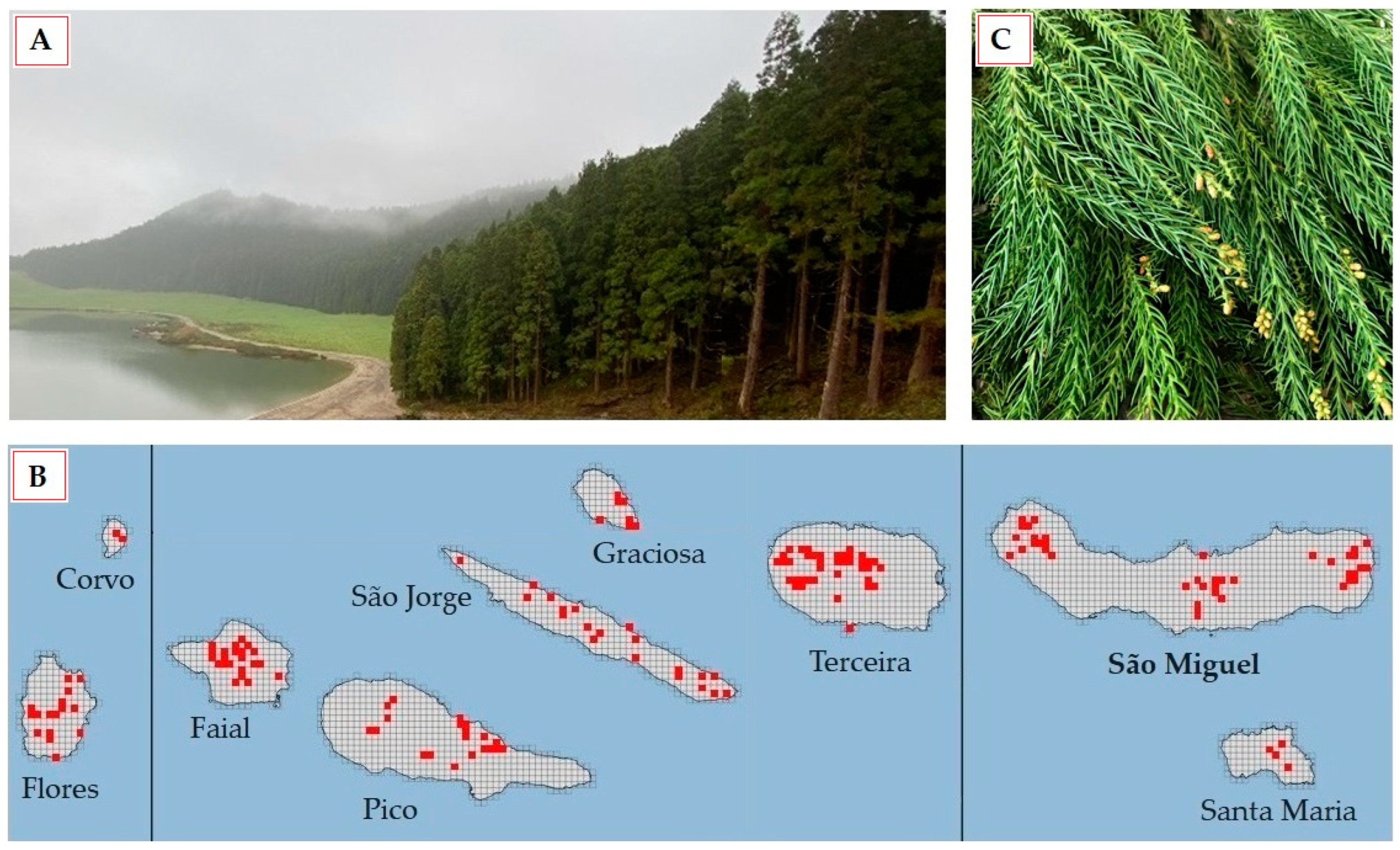 Plants 13 03277 g001