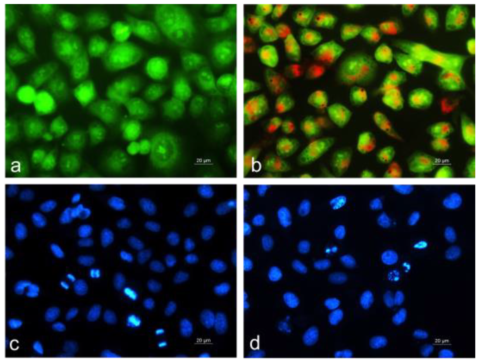 Plants 13 03295 g005