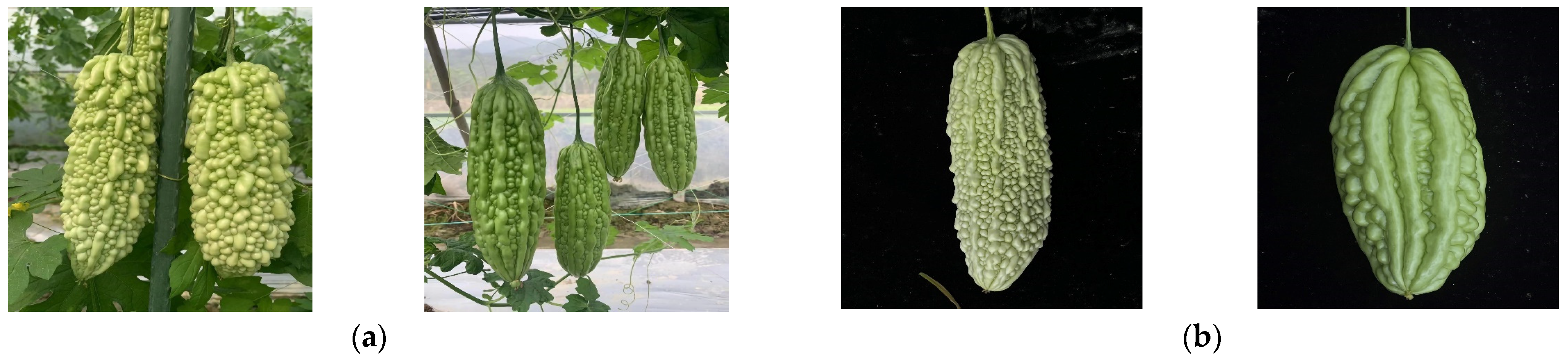 Plants 13 03329 g001