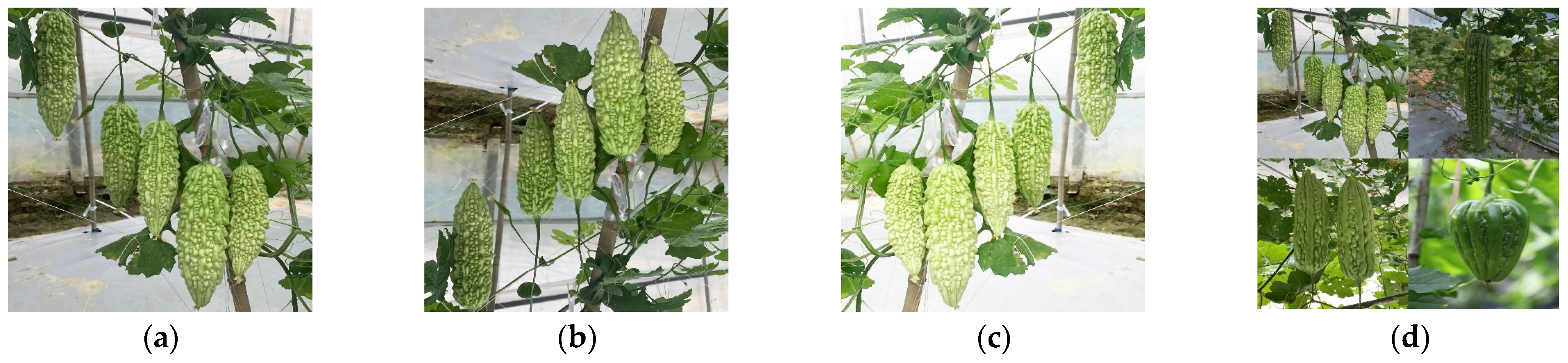 Plants 13 03329 g002