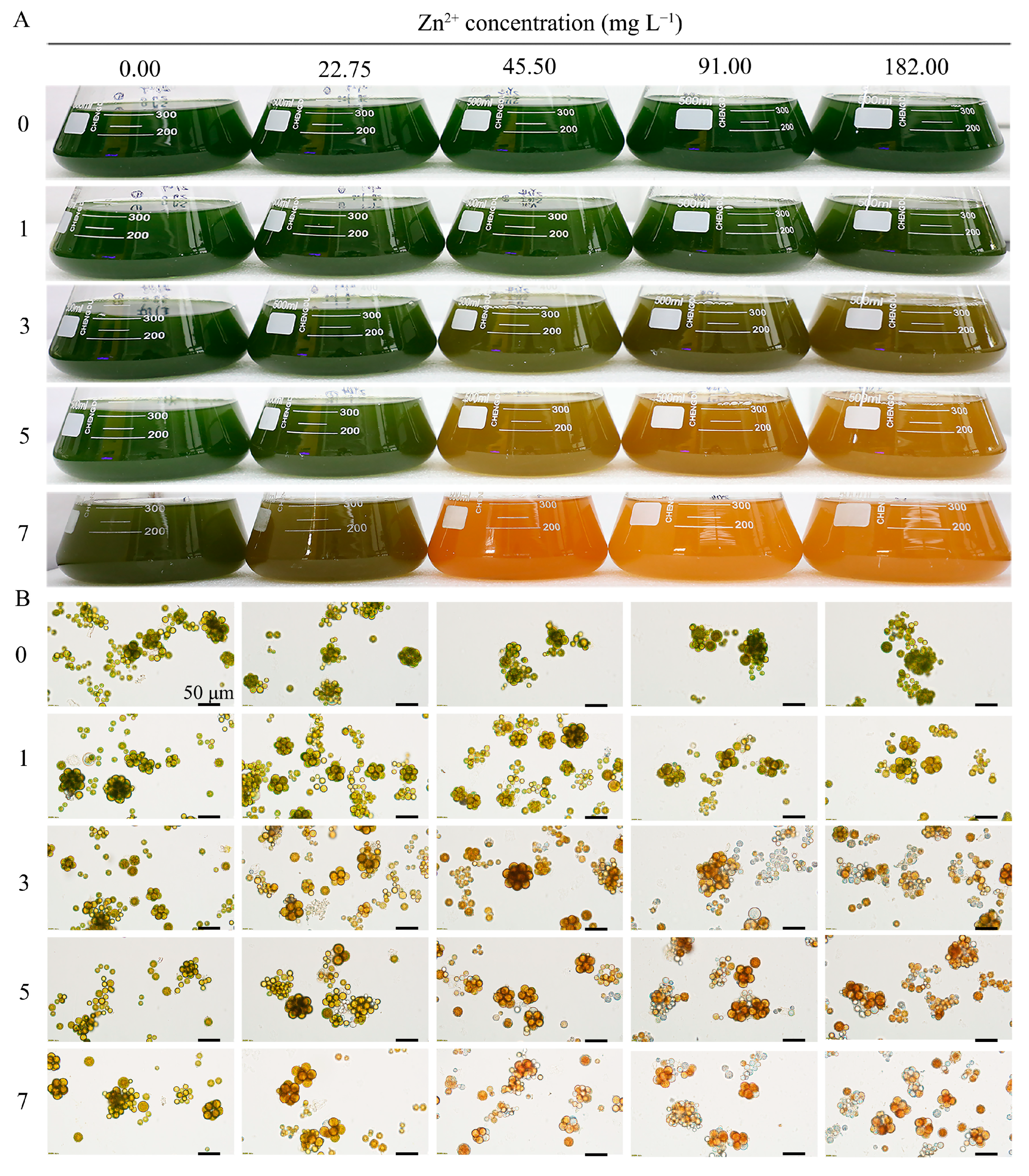 Plants 13 03338 g003